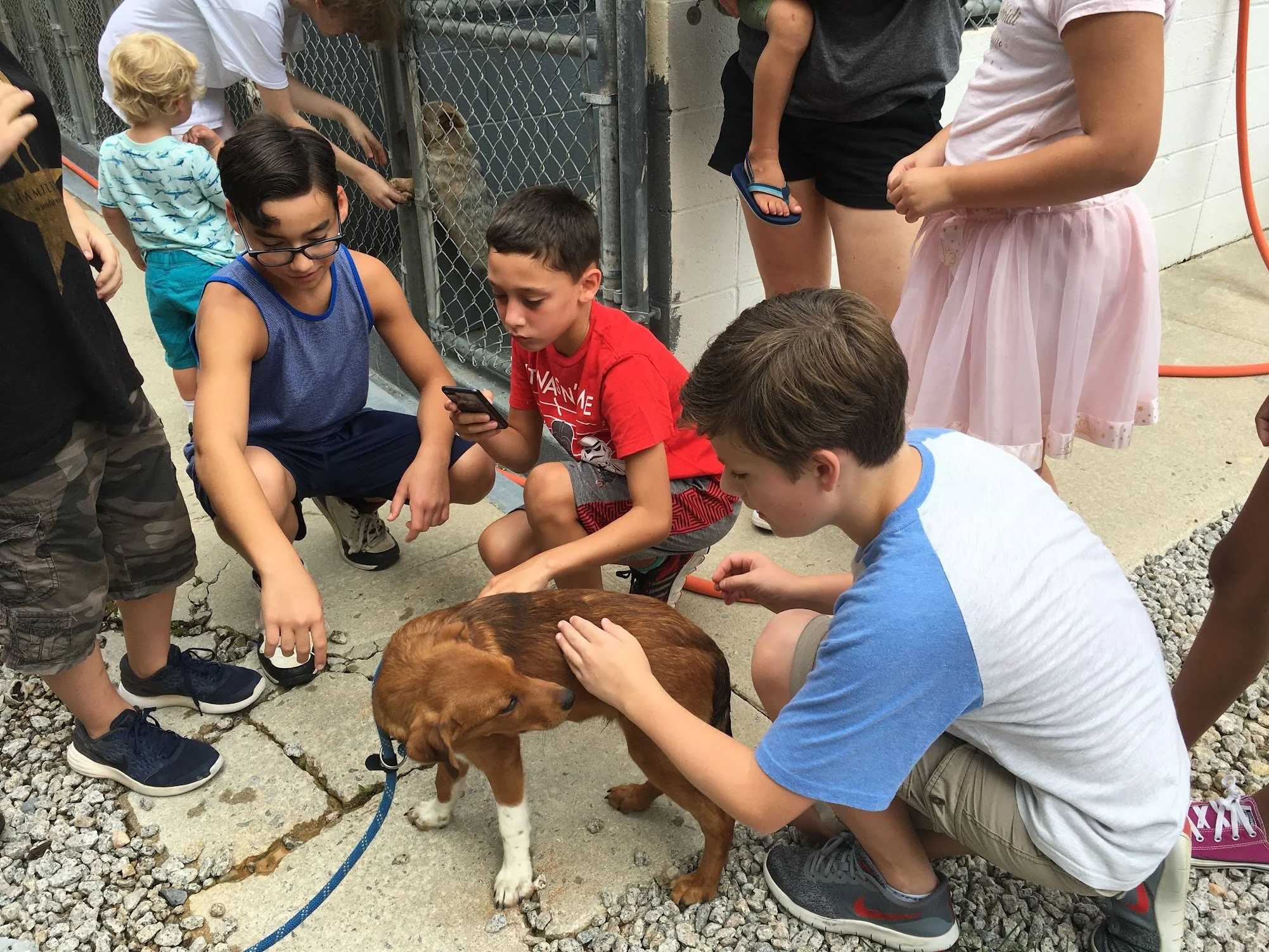 Puppy and Kitten Love