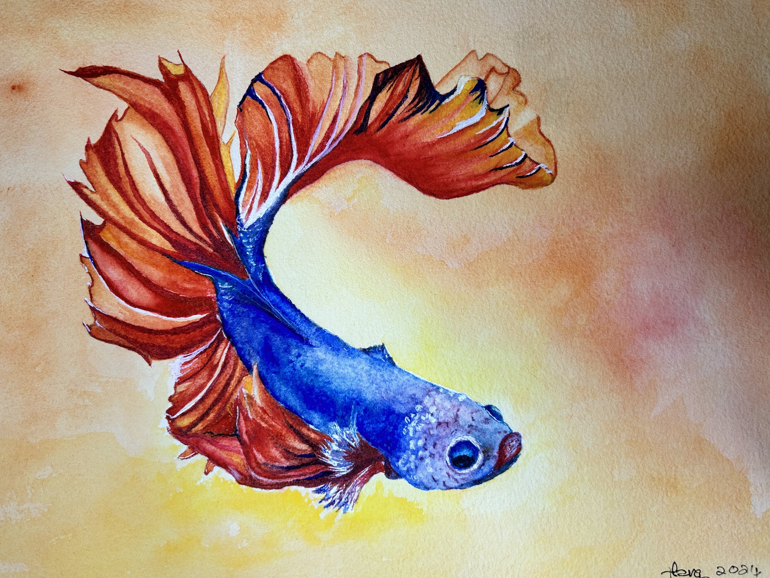 Watercolor painting of a blue and red Siamese fighting fish swimming to the right with an orange background.