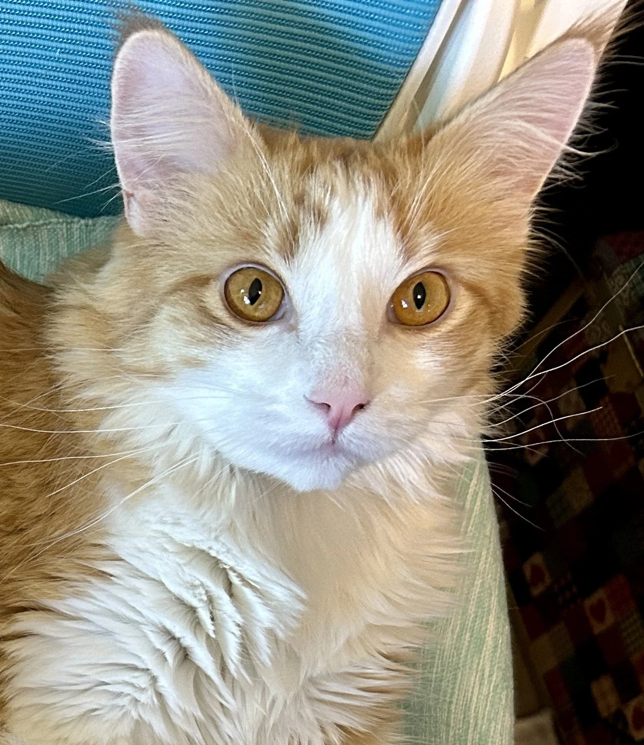 Close-up of an orange and white cat with amber eyes, pink nose, sitting on a green textured surface, with a teal and black background behind it.
