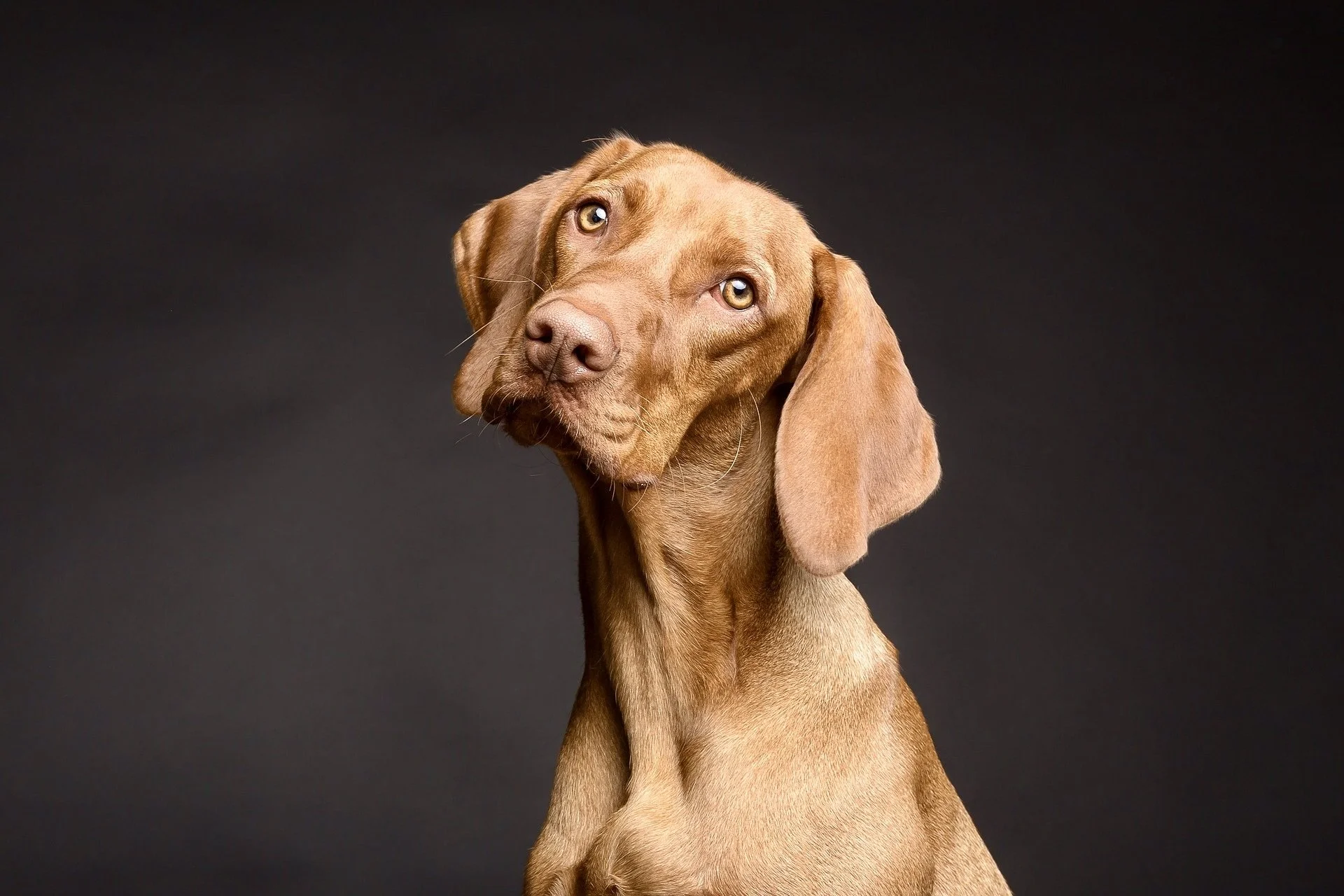 A Viszla dog with a light brown coat and expressive eyes against a black background.