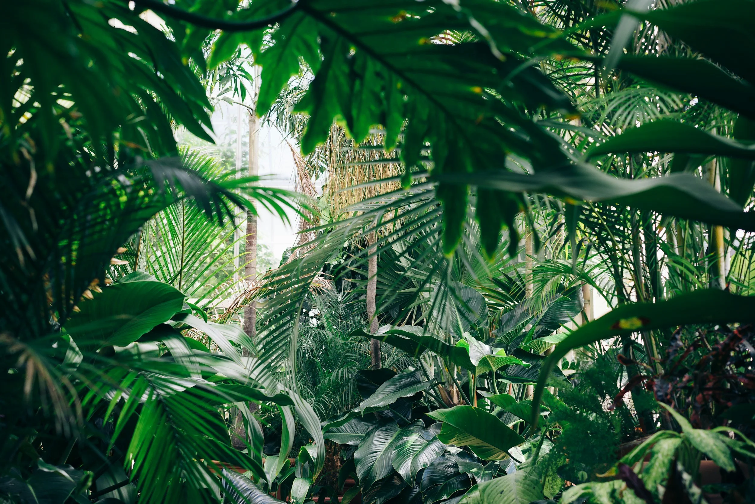Lush green tropical plants in a greenhouse with various large leaves and dense foliage.
