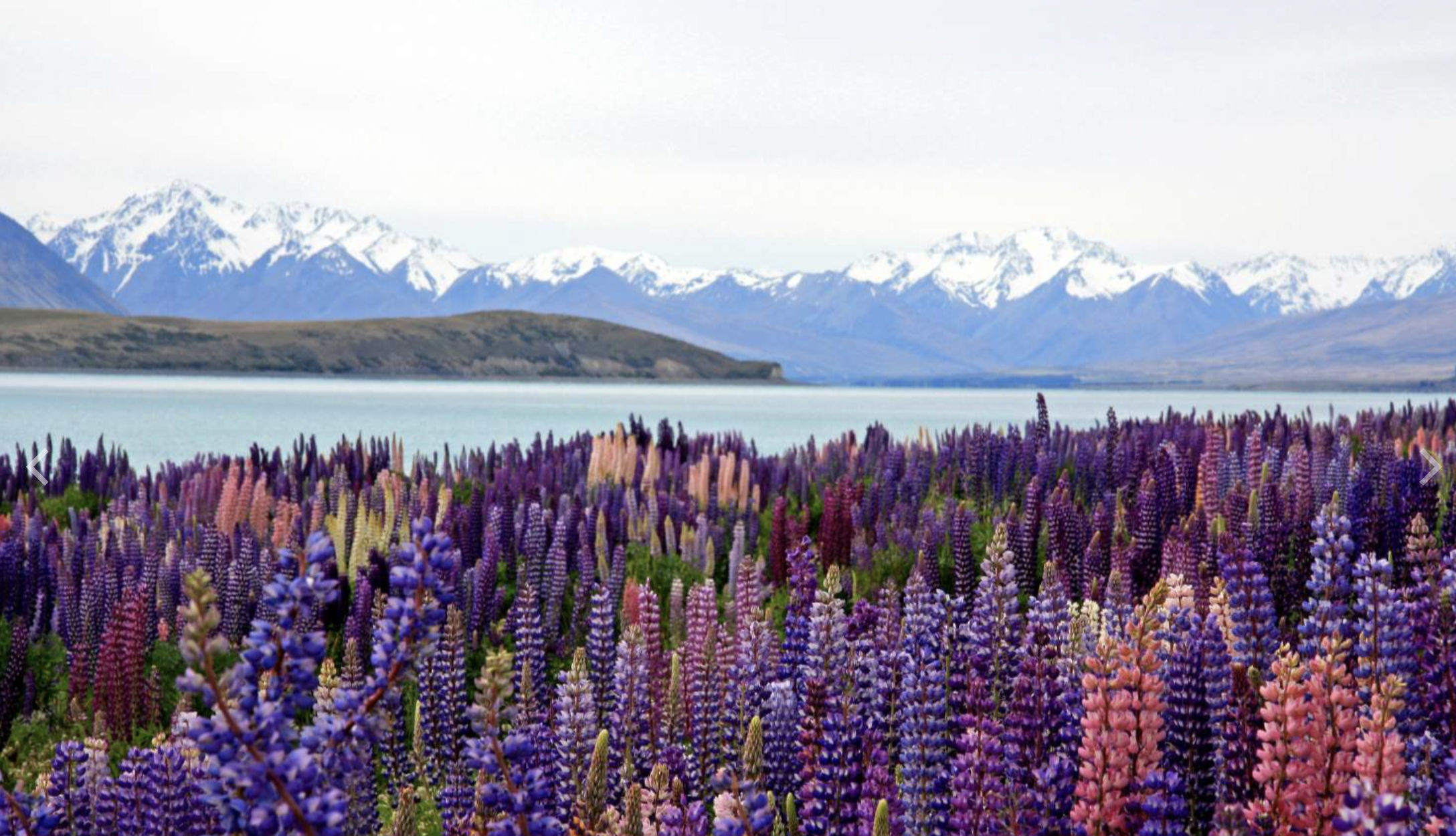 A vibrant field of lupine flowers in purple, pink, and blue with a lake, snow-capped mountains, and a cloudy sky in the background.