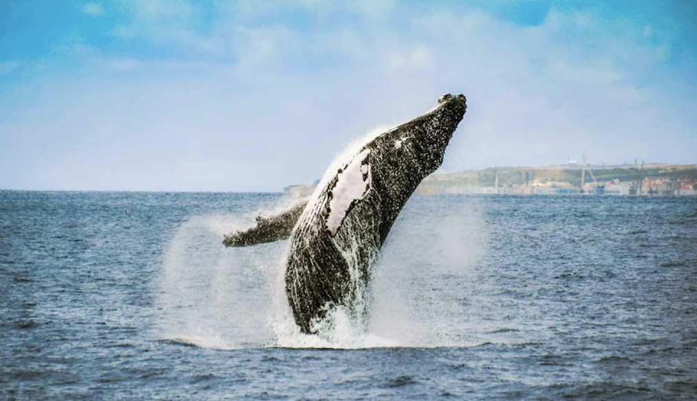 A humpback whale breaching out of the water in the ocean with a cloudy sky and distant land in the background.