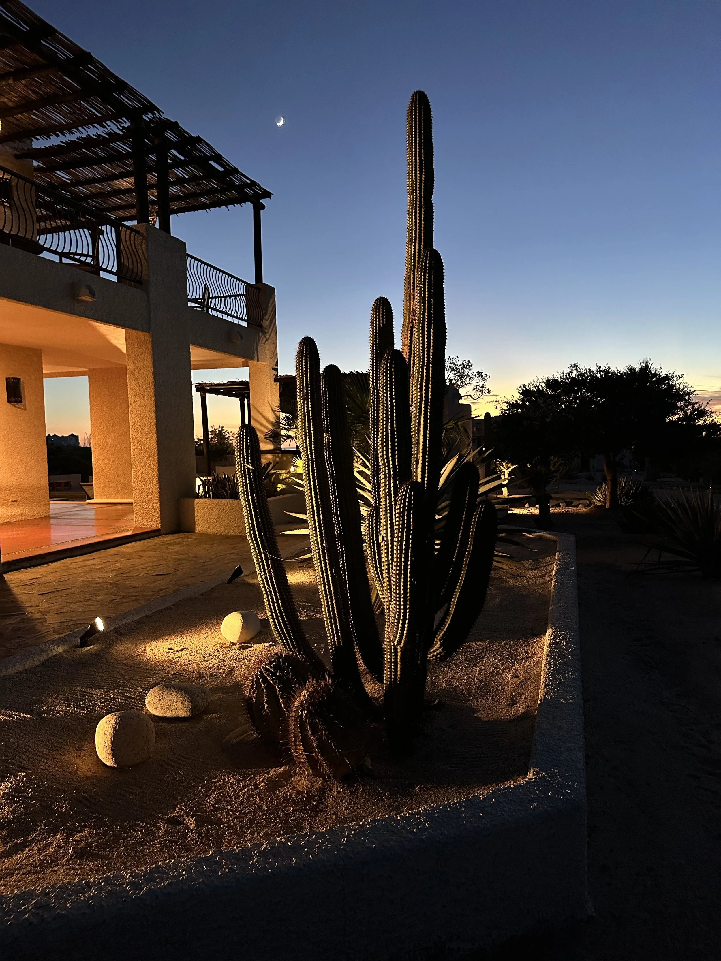 Nighttime view of a desert landscape with tall cacti illuminated by ground lights near a house with a balcony, over a clear sky with a crescent moon.