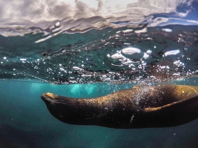 snorkel with seal in Galapagos Retreat 