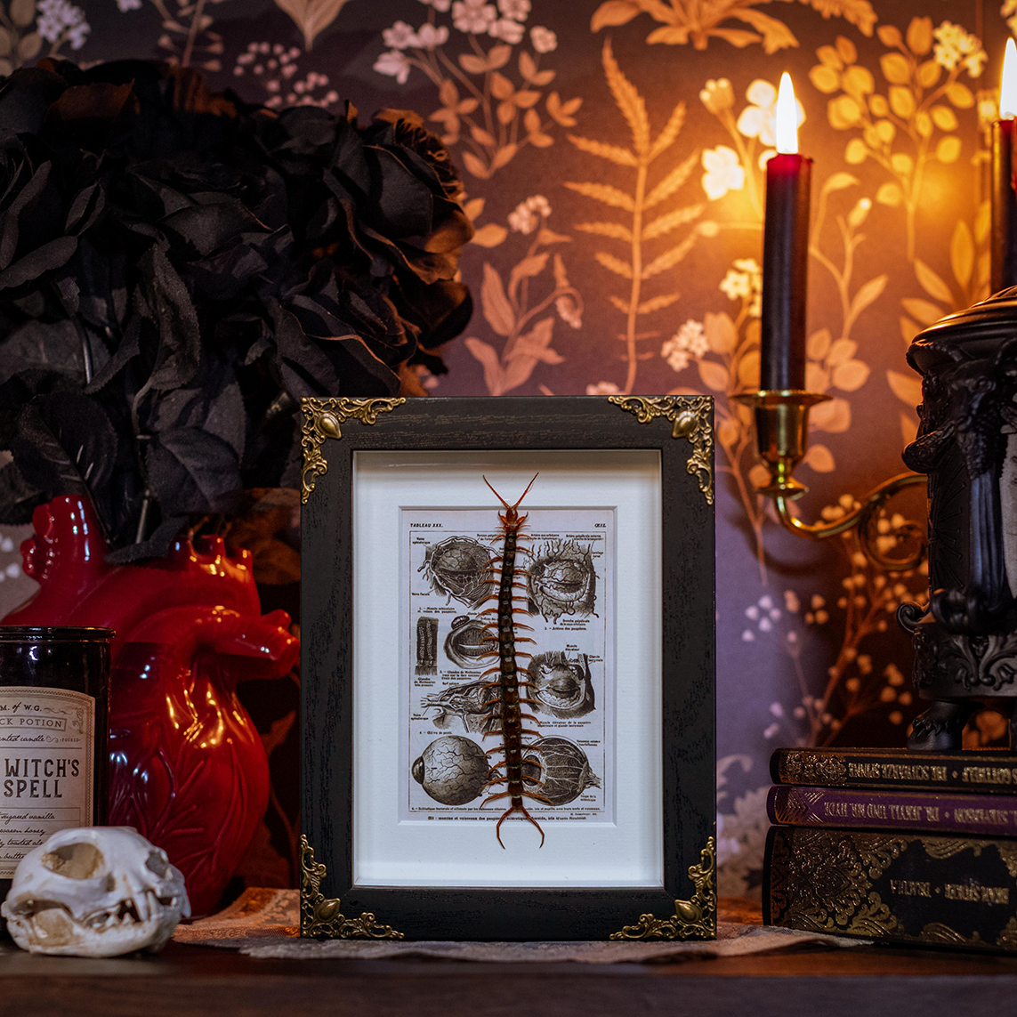 Scolopendra Morsitans