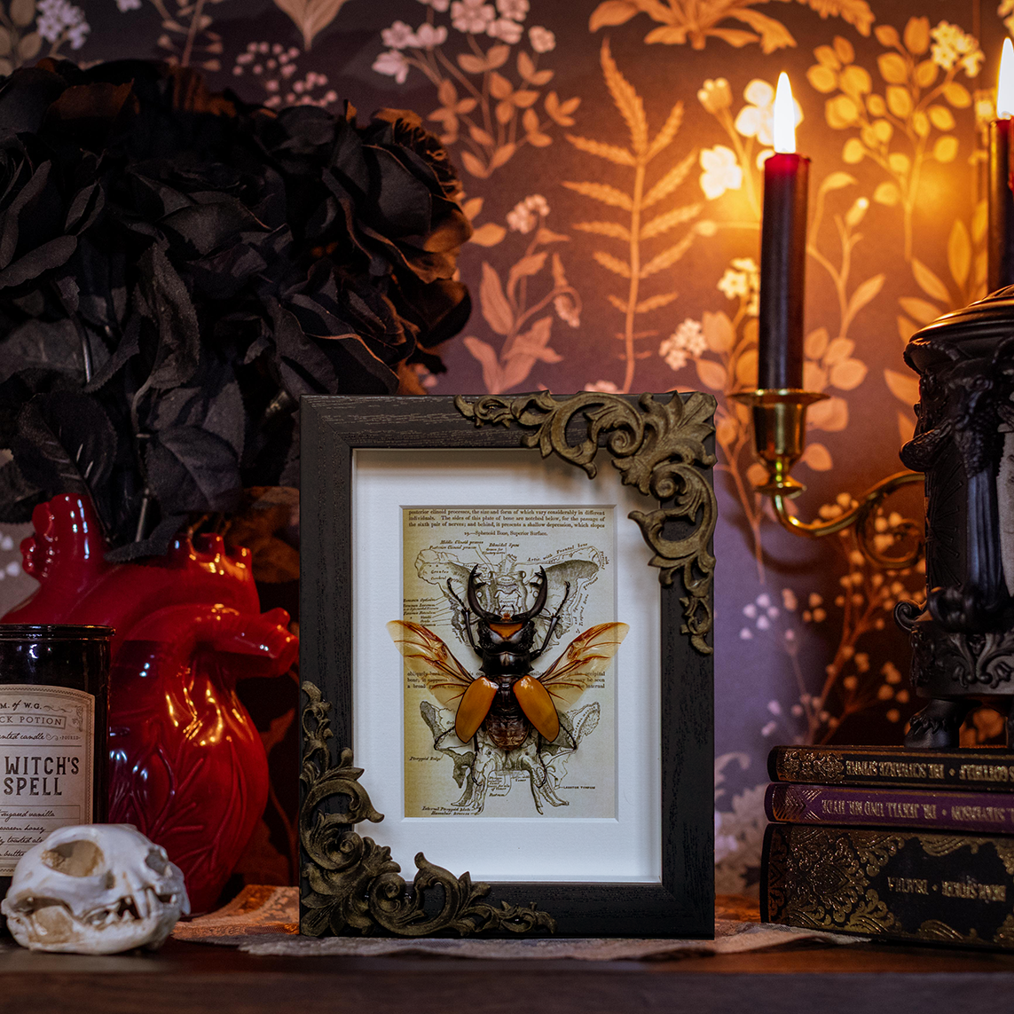 Odontolabis Lacordairei