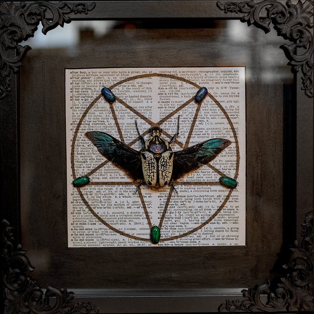 Goliathus Albosignathus Kirkianus mit Smaragdesthes Africana Oertzeni