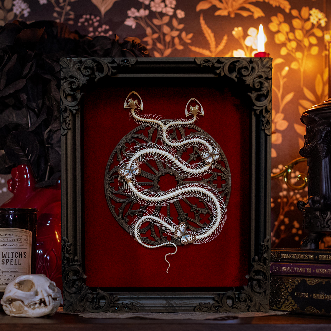 Zweiköpfiges Schlangenskelett mit drei Castalius Rosimon