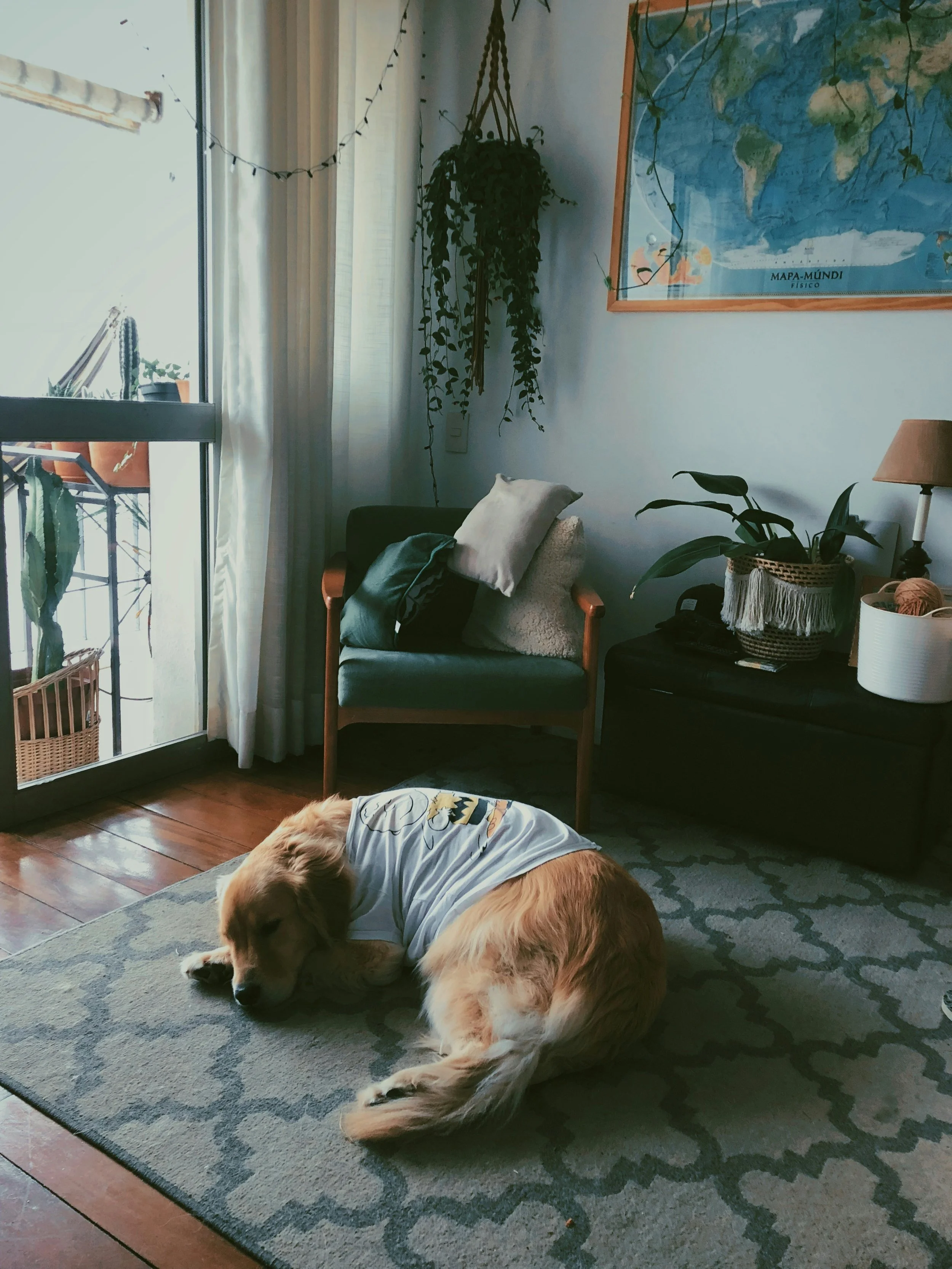 Golden retriever dog sleeping on a patterned rug in a cozy living room with plants, a map on the wall, and natural light coming through a glass door.