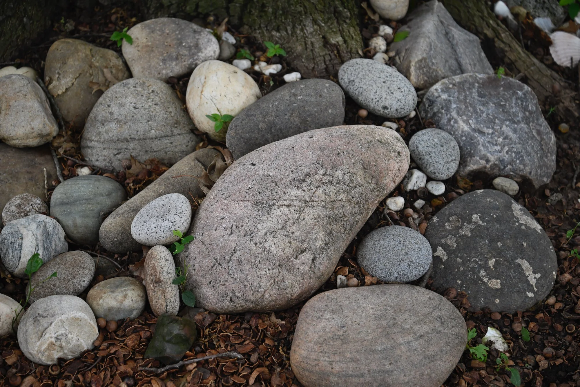 Collection of smooth, rounded rocks and stones of various sizes and colors on the ground, with some small green plants nearby.