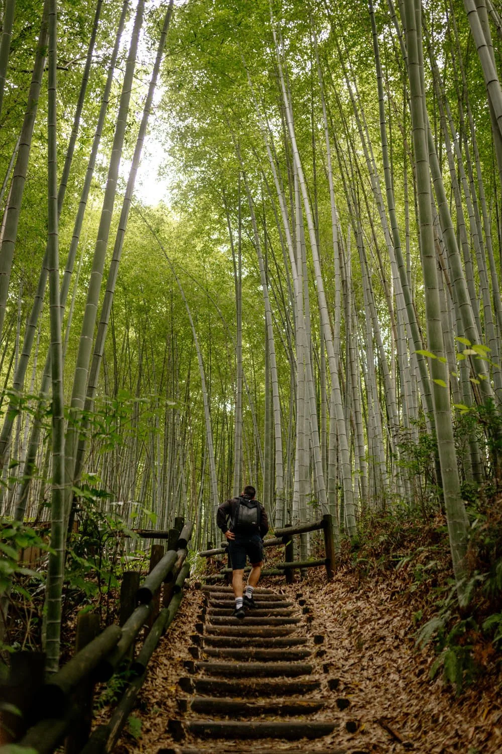 A person hiking up wooden stairs through a dense bamboo forest with tall green stalks and lush foliage.