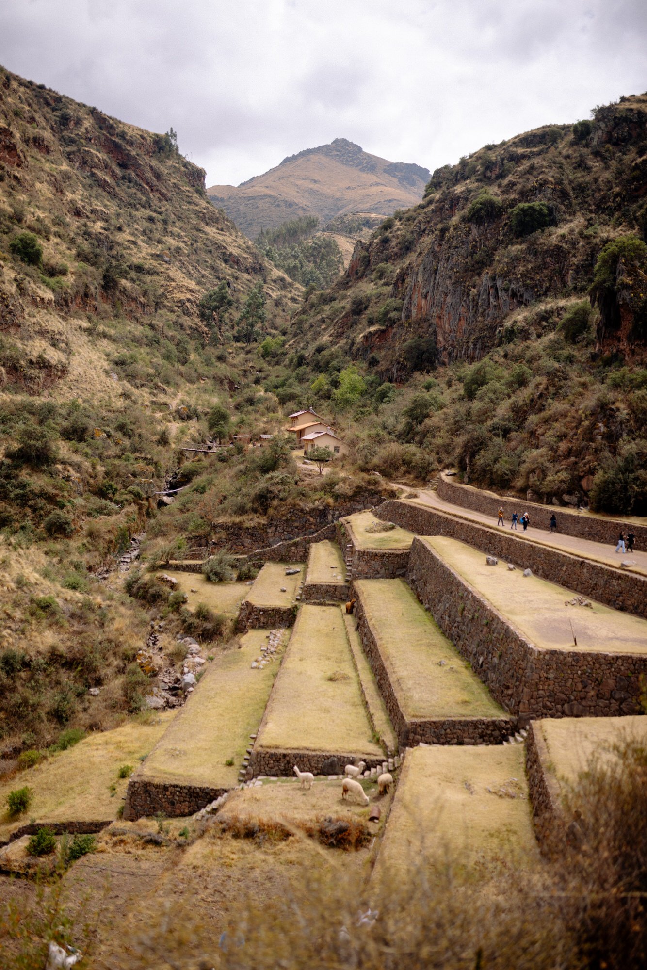 Ancient Inca agricultural terraces with llamas grazing in Peru's Sacred Valley, framed by Andean peaks.