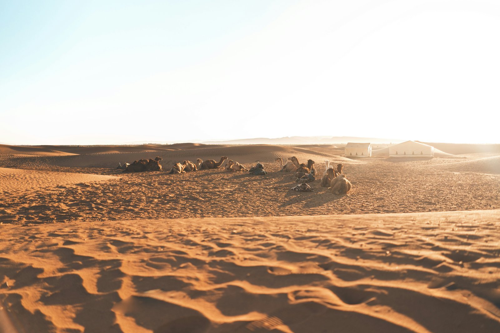  Camels resting near a desert camp in the Sahara near Merzouga 
