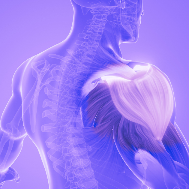 Why Your Midlife Muscle Matters More Than You Think