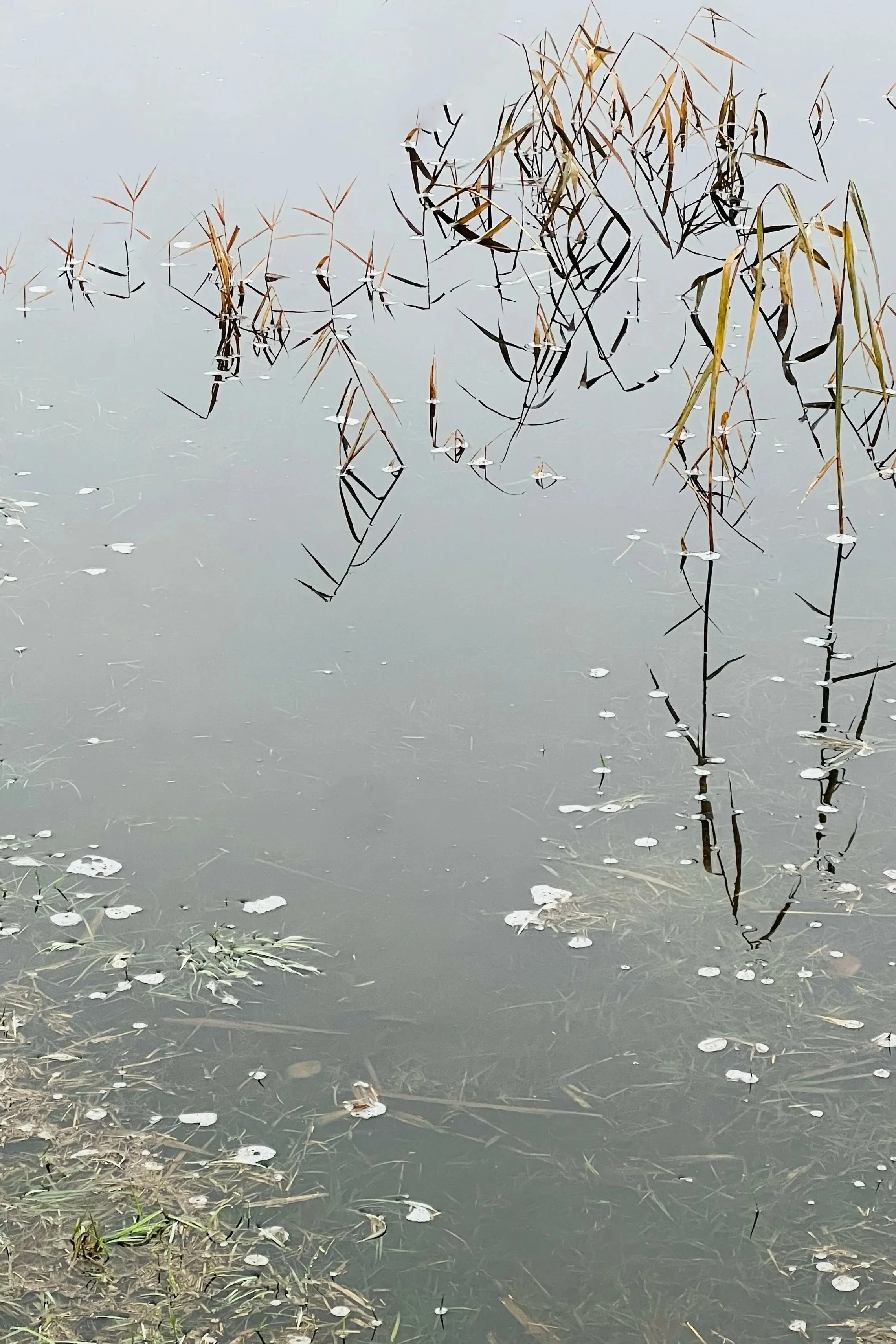 Nahaufnahme von Wasser mit vertrockneten Pflanzen und schwimmenden Blättern