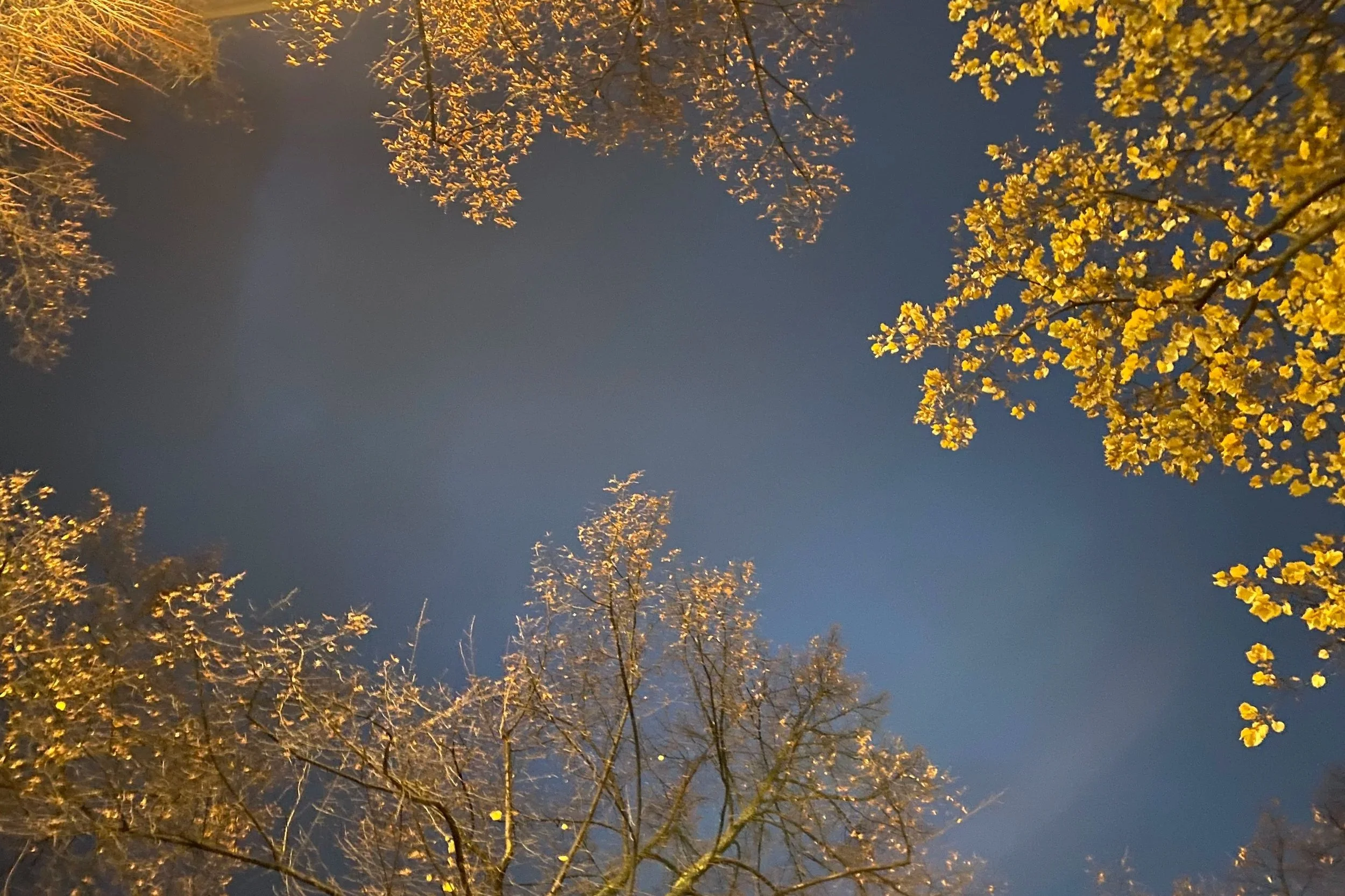 Blick nach oben auf den Nachthimmel, umgeben von Ästen und Blättern der Bäume, die im Licht leuchten.
