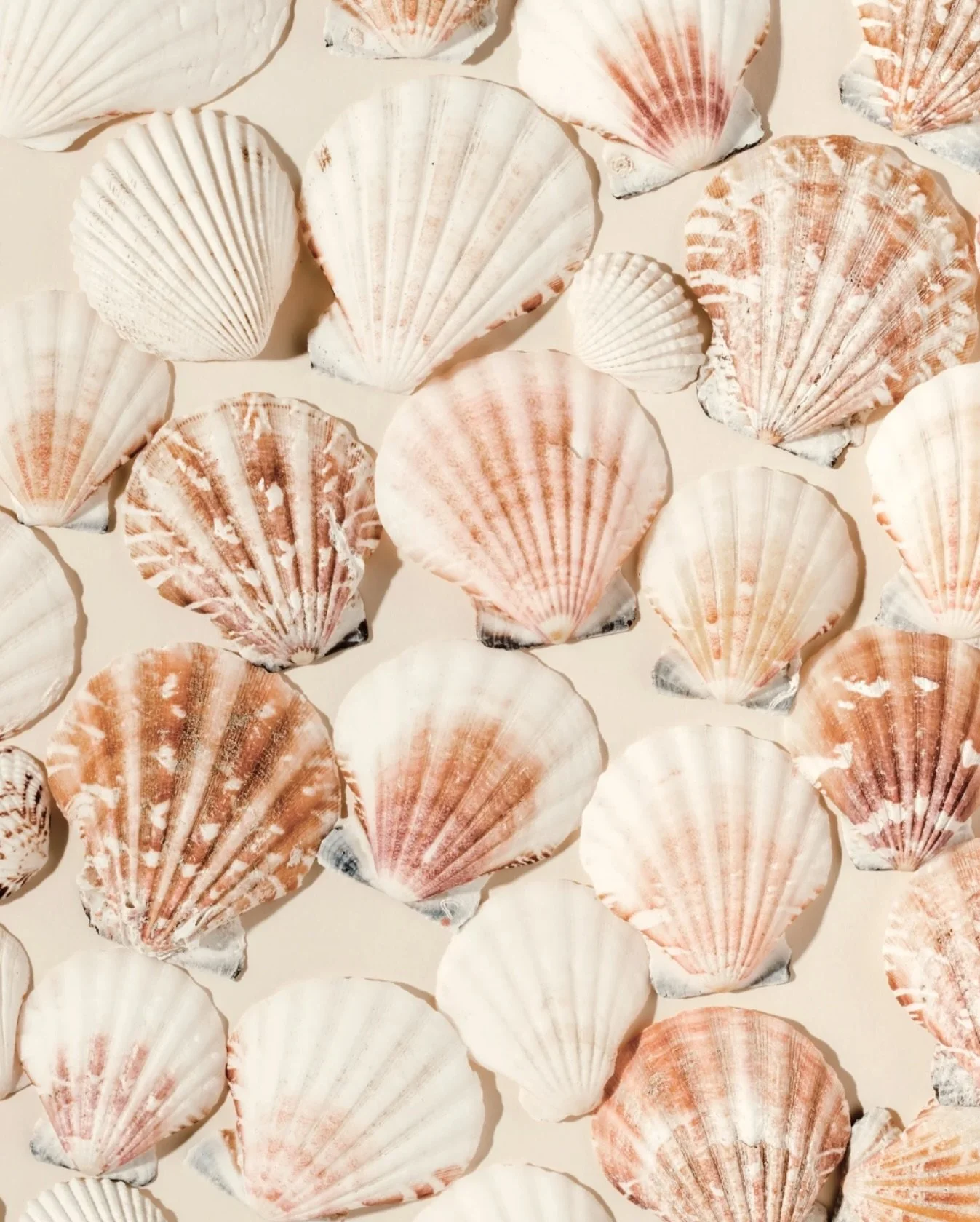 Advice from a seashell: You are proof that even after being tumbled by the tides, beauty remains. 🐚🌊✨

#seashells #treasure #natureheals #ocean #oceanvibes #saltwater #embracethewaves #beachbound #coastalliving #inspiredbynature 

✷ @solstayz ✷