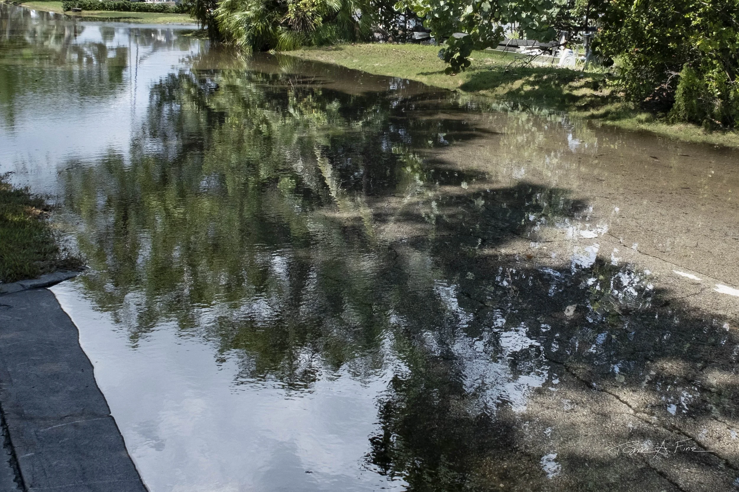 King Tide Flooding Covers Miami Shores Street With Reflection, Water After Impressionist Style, Miami, Florida, 2024. Photo by Rana A Fine.