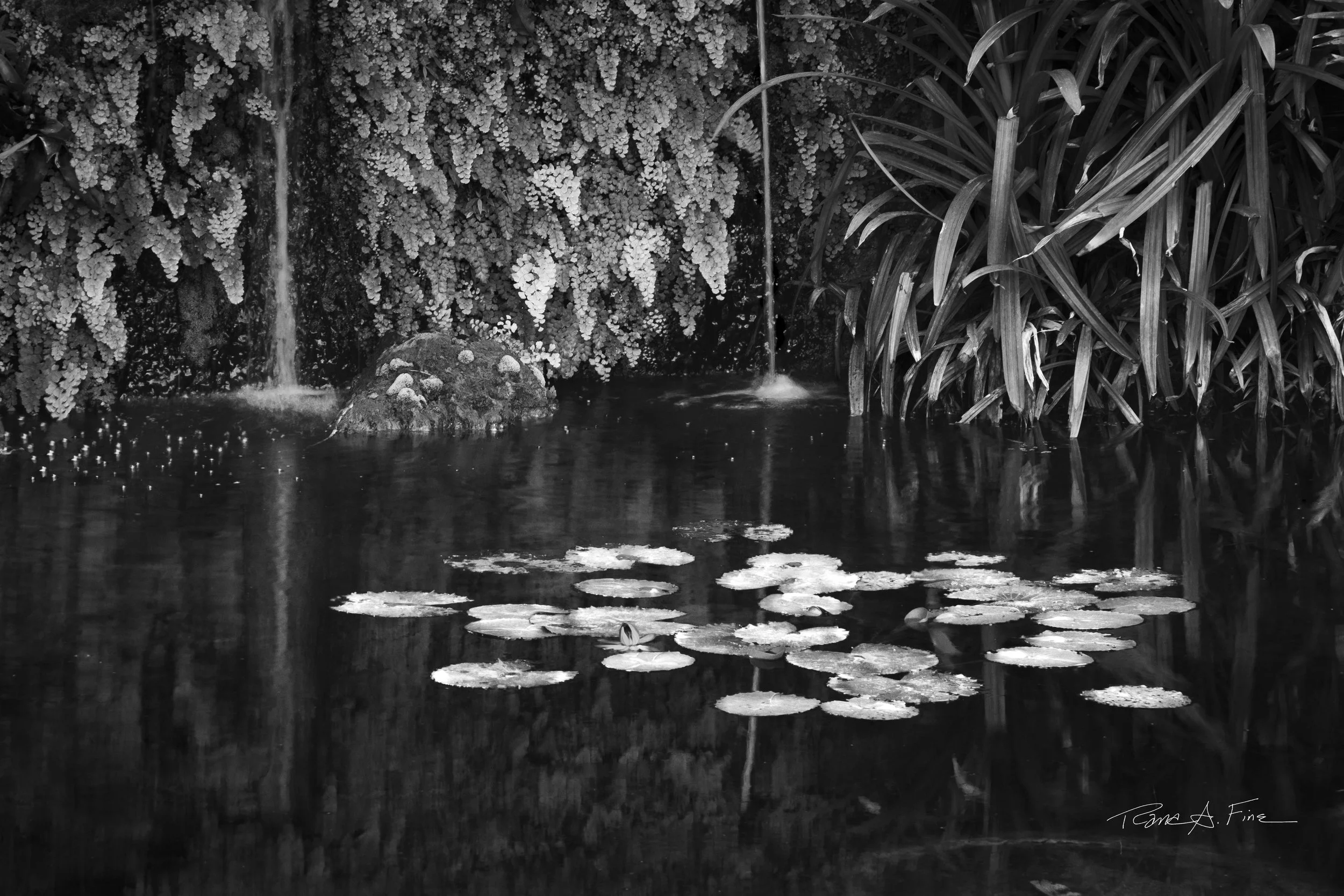 Ocean Ecosystems, Reflection Water Lilies Falls, Miami 2024. Rana A Fine.