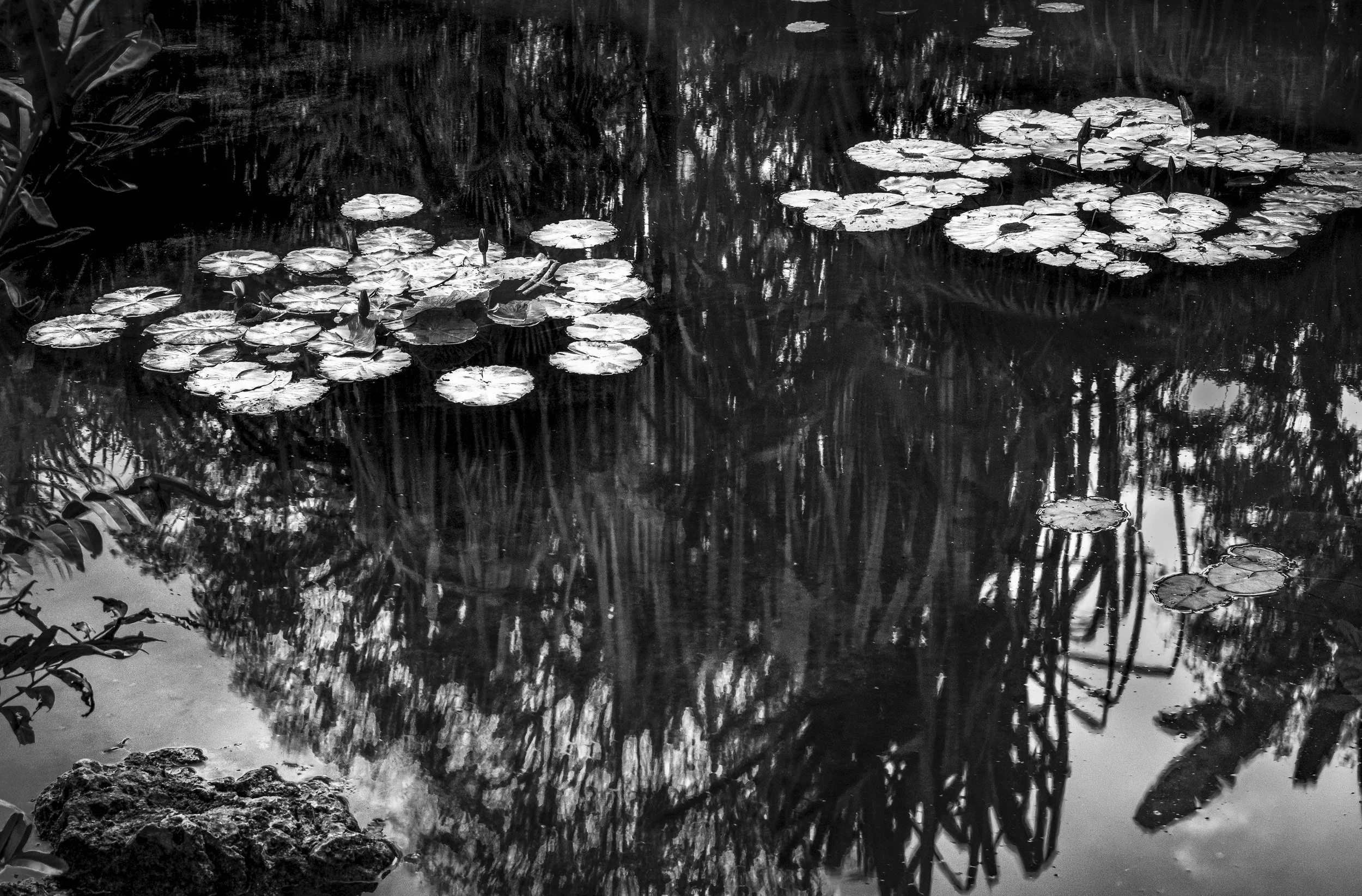Ocean Ecosystems, Reflection Water Lilies 1, Miami, 2024. Rana A Fine.