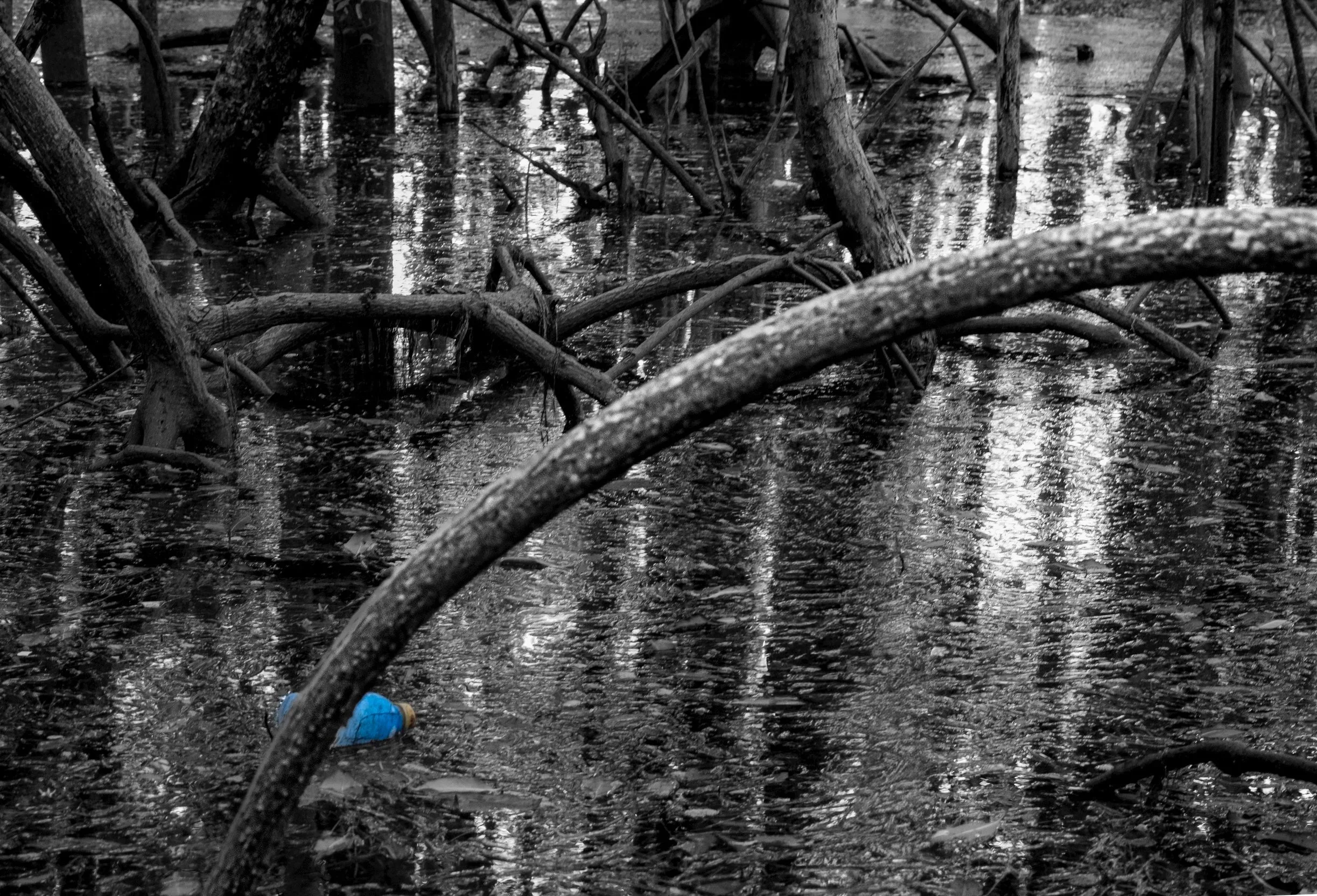 Ocean Ecosystems, Mangrove Trees with Trash, Water Impressionist Style, Human Activity, Miami,  2025. Rana A Fine.