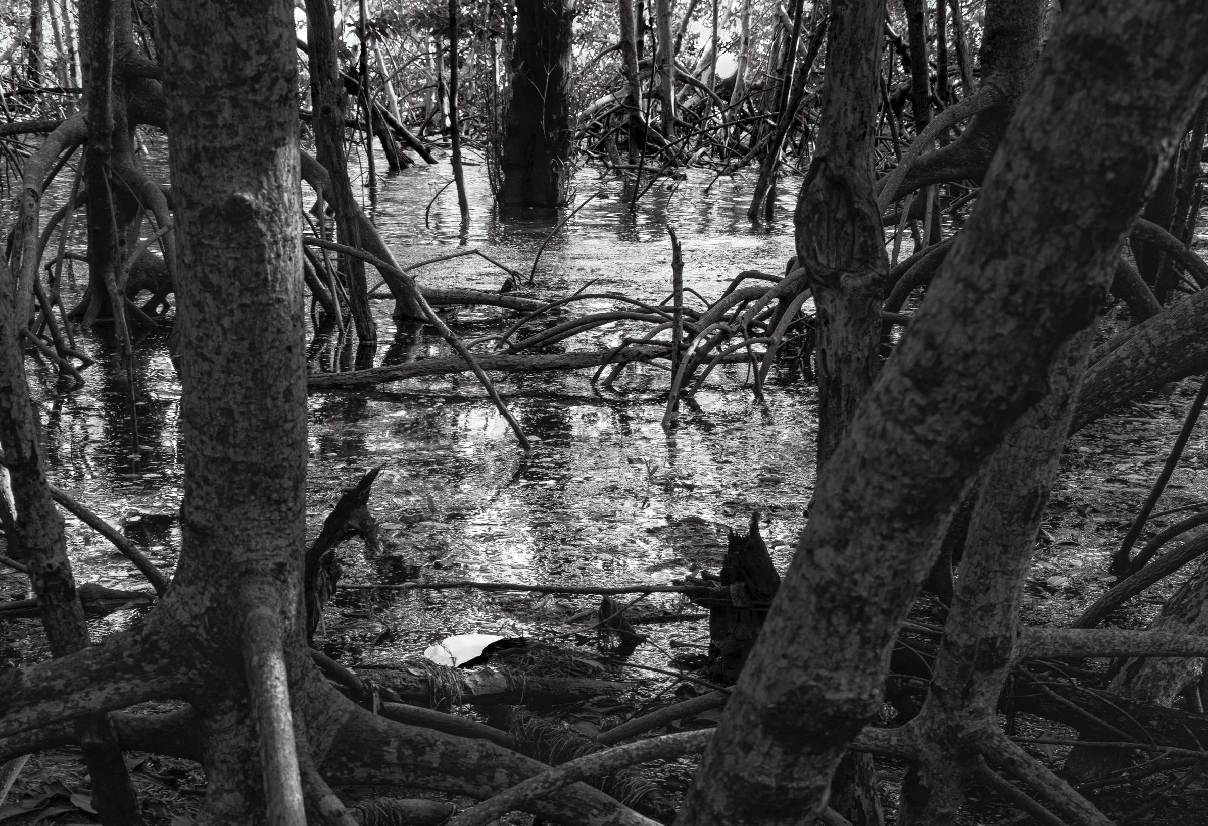 Ocean Ecosystems, Mangrove Trees with Trash, Water Impressionist Style, Human Activity, Miami,  2025. Rana A Fine.