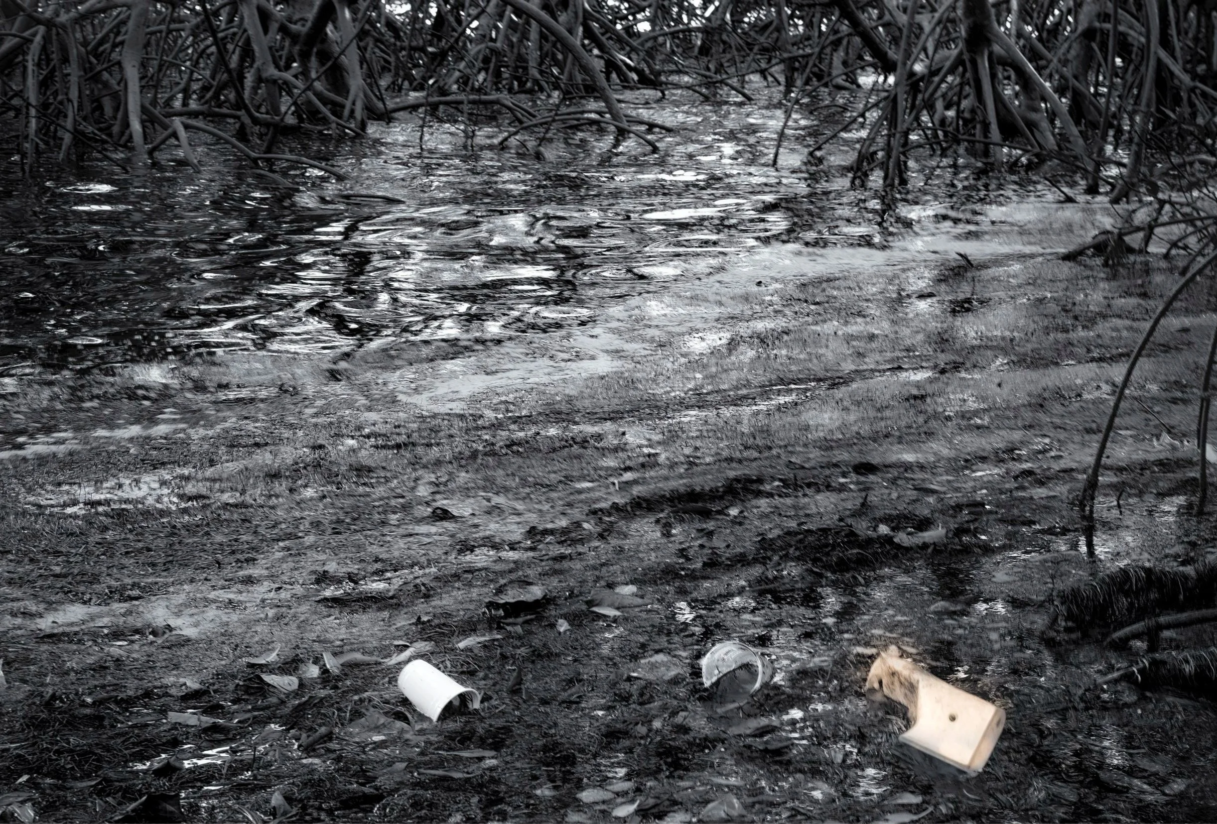 Ocean Ecosystems, Mangrove Trees, Miami,  2025. Rana A Fine.