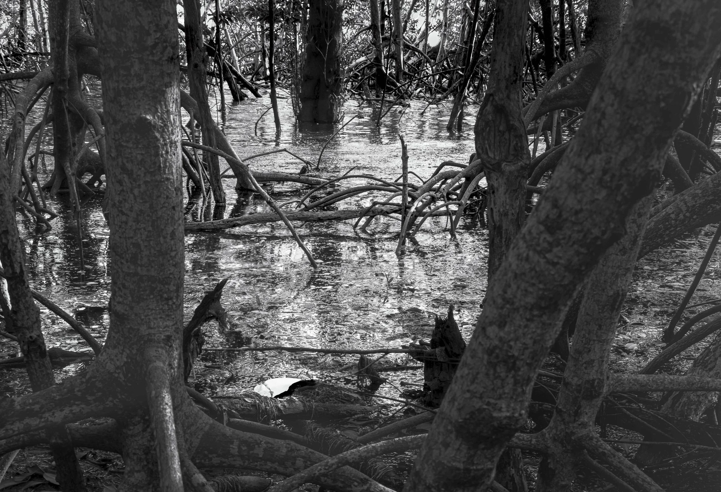 White Debris in Mangroves, Miami, 2024. Rana A Fine.