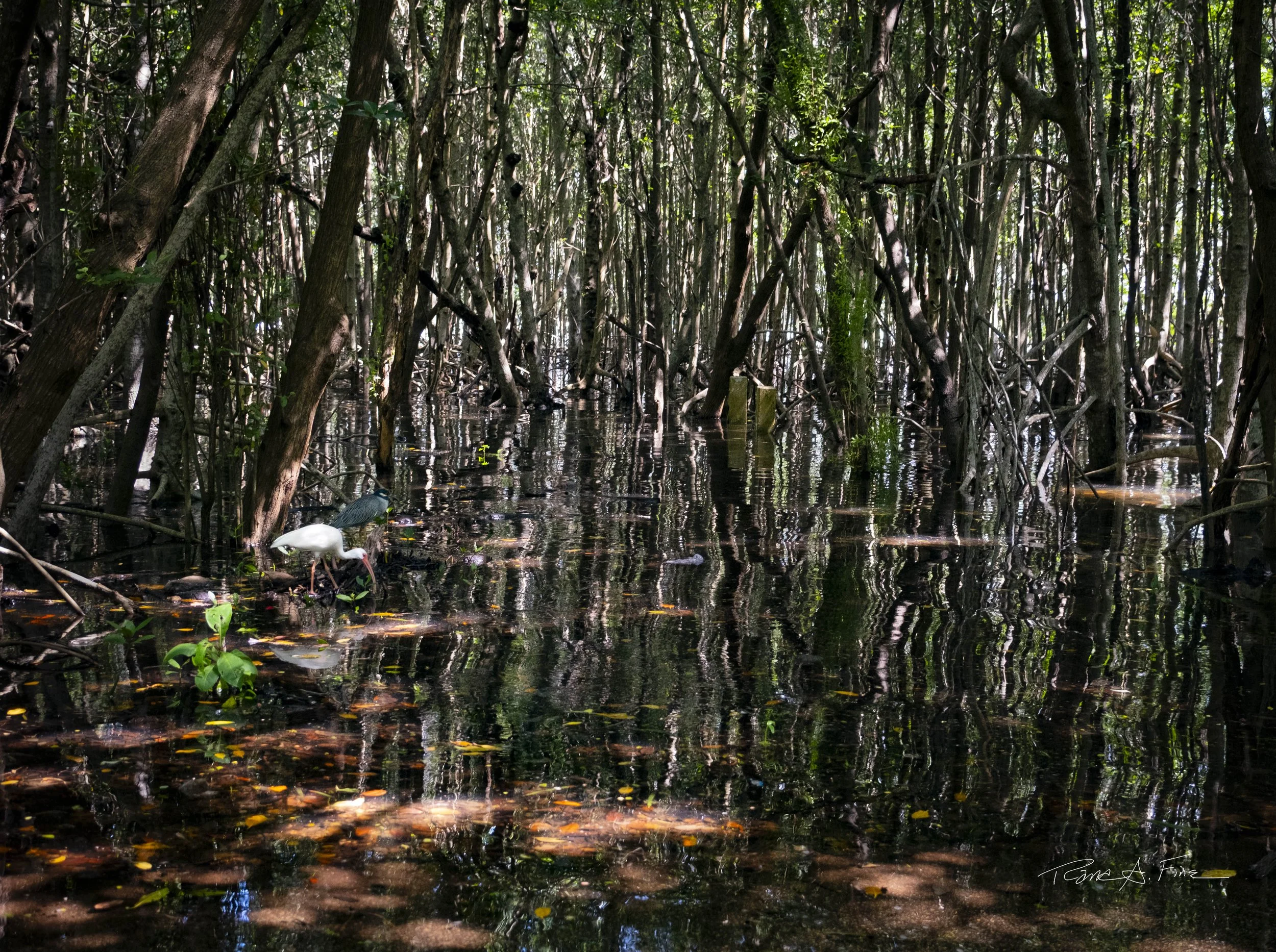 King Tide Flooding With Reflection of Mangrove Trees and Birds: Ibis & Blue Heron, After Impressionist Style, Florida, 2024. Photo by Rana A Fine.