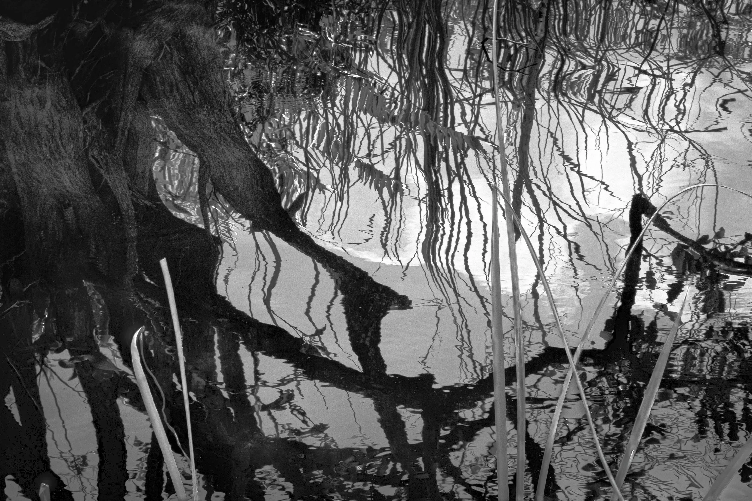 Ocean Ecosystems, Reflection Reeds, Everglades, Miami, 2025. Rana A Fine.