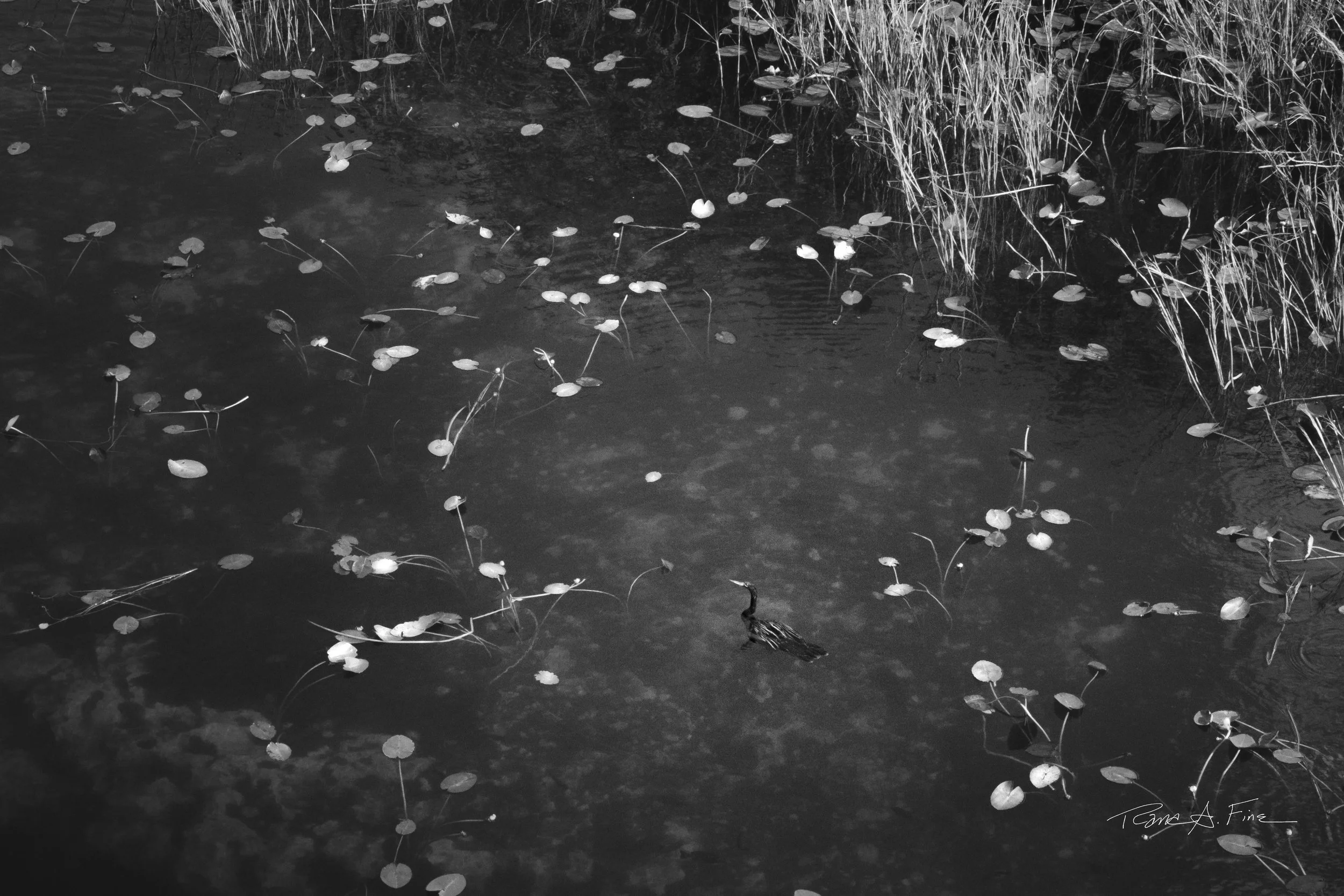 Ocean Ecosystems, Bird Cormorant, Everglades, Miami, 2025. Rana A Fine.
