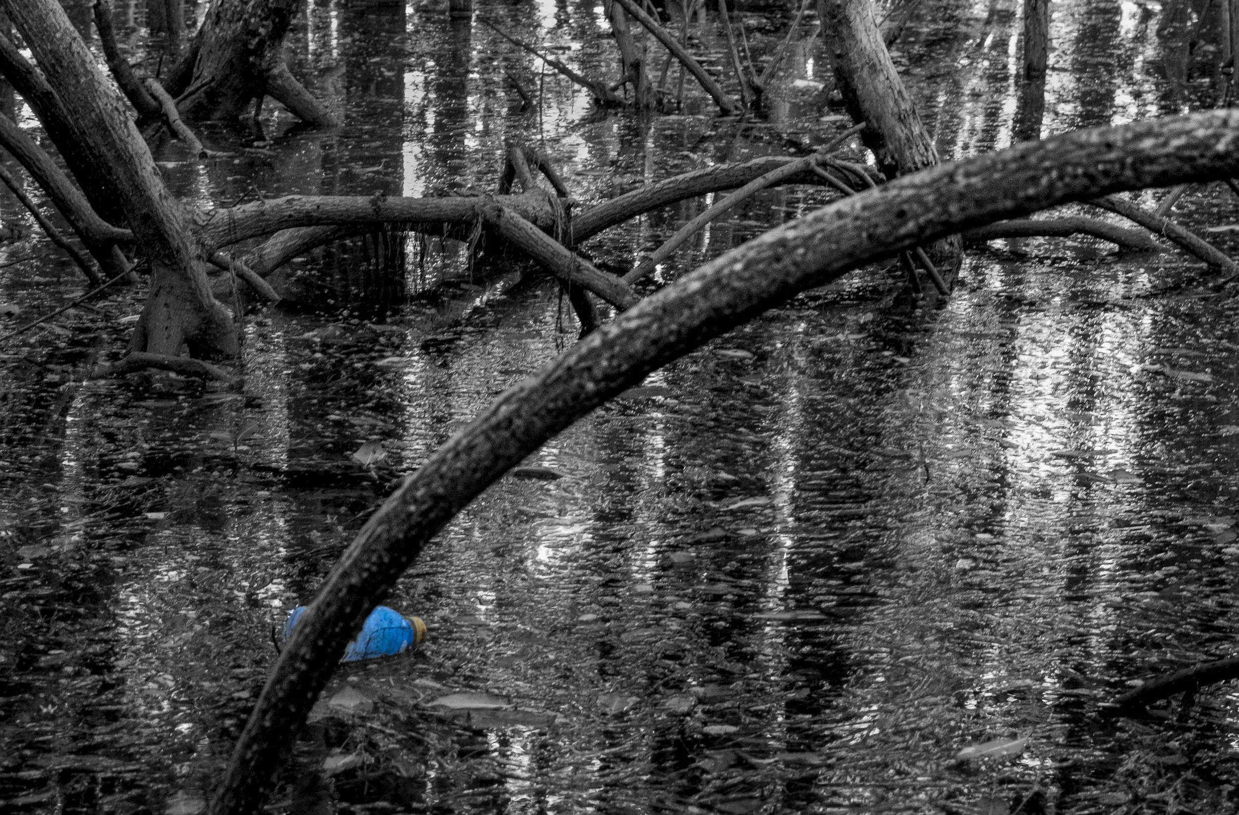 Blue Debris in Mangroves, Miami, 2024. Rana A Fine.