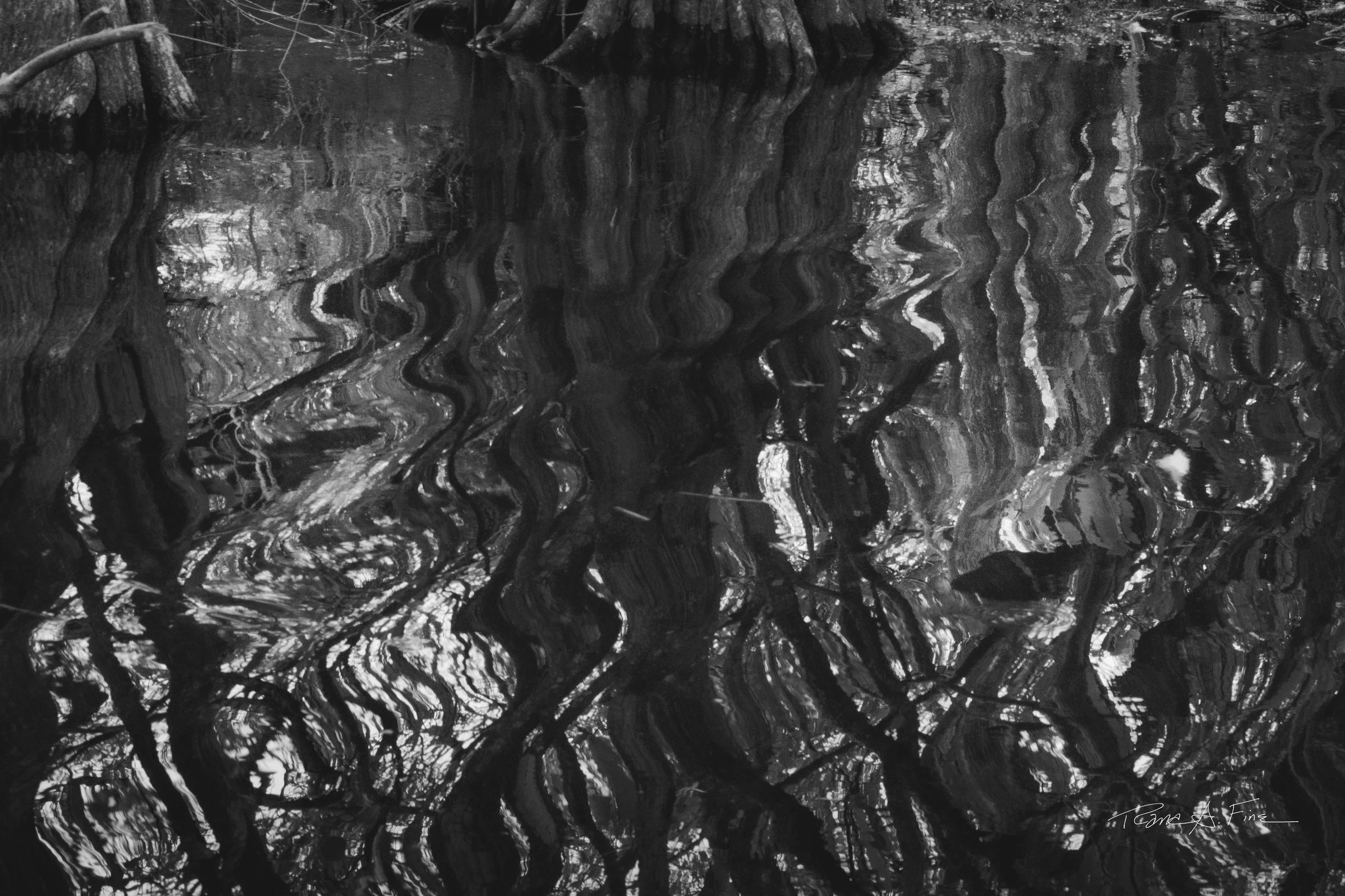Ocean Ecosystems, Reflection Apple Tree Swirls, Water Impressionist Style, Everglades, Miami, 2025. Rana A Fine.