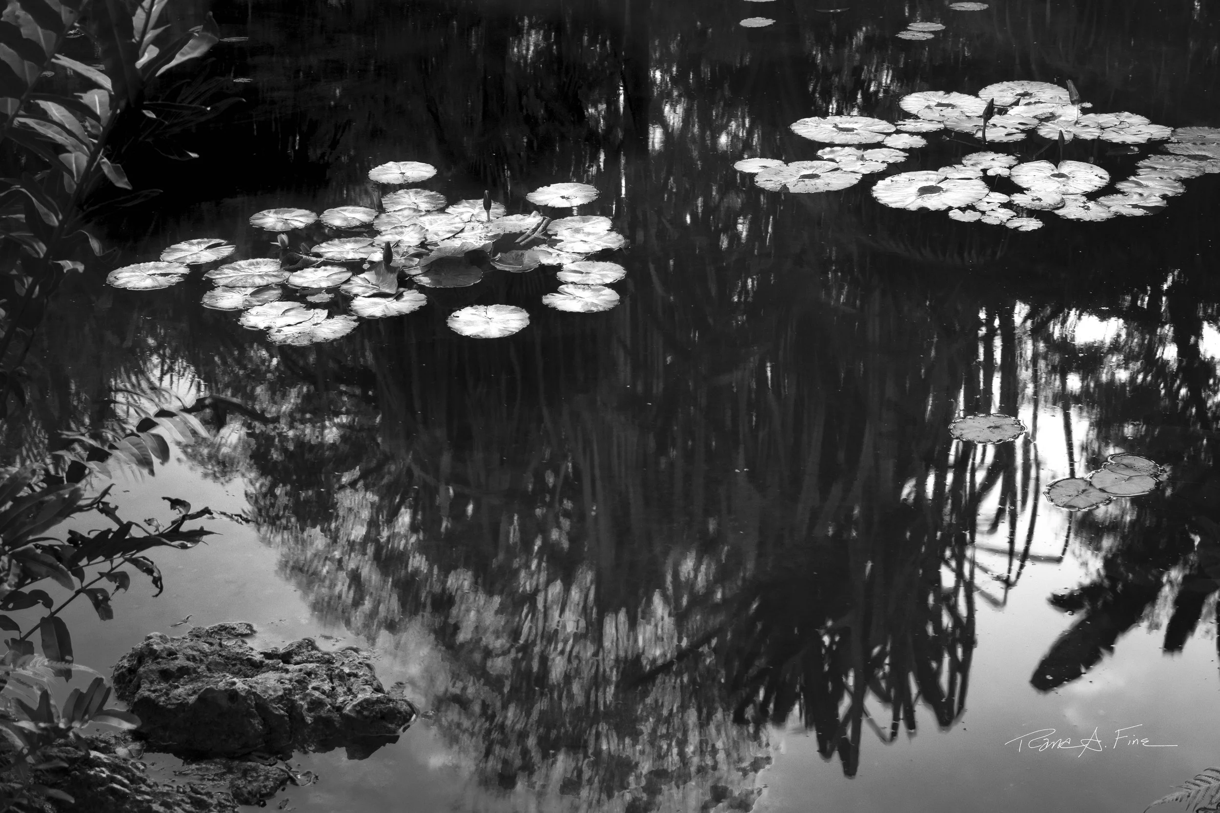 Ocean Ecosystems, Reflection Water Lilies 1, Miami, 2024. Rana A Fine.
