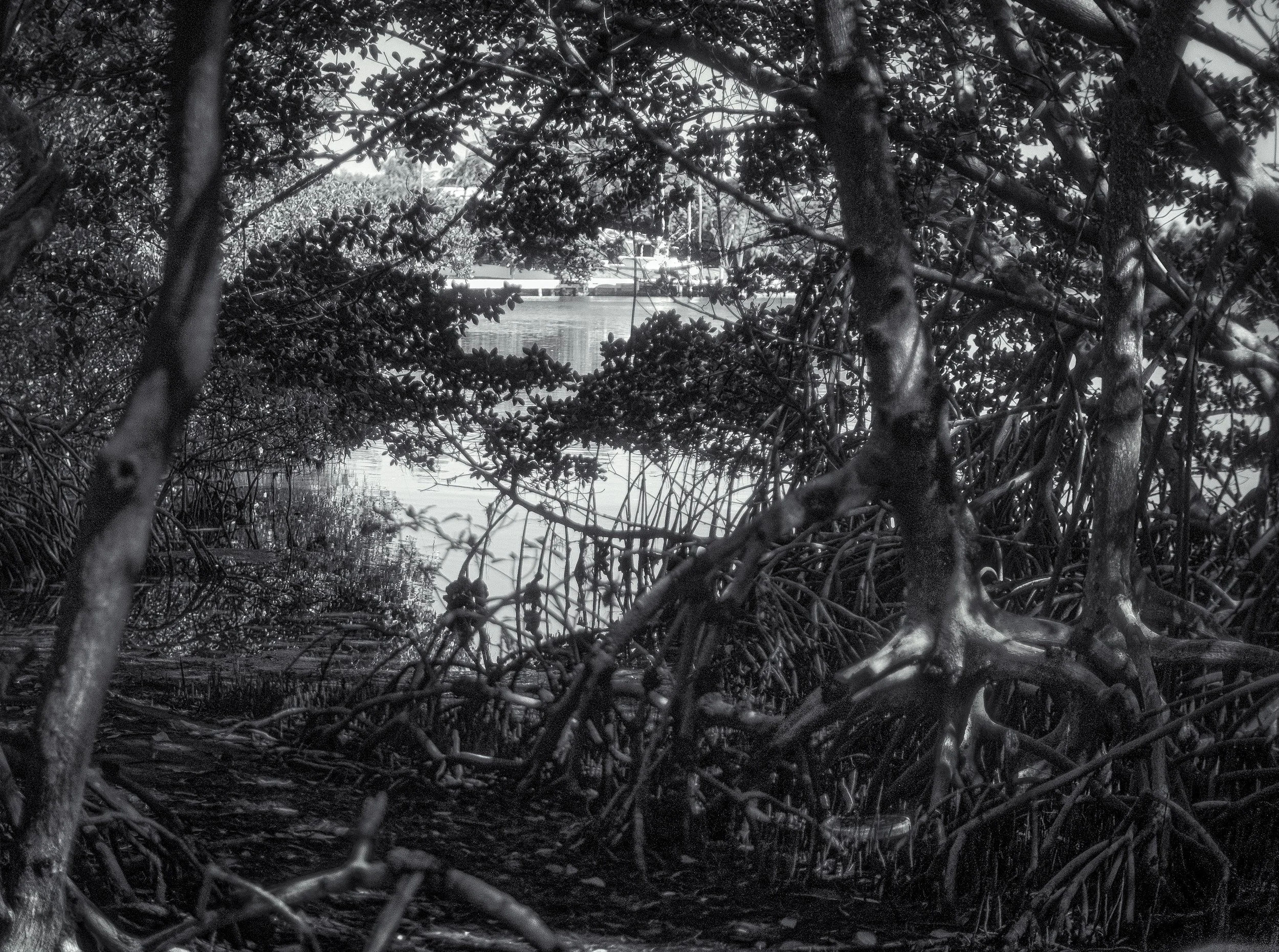 Ocean Ecosystems, Mangrove Trees with View of Boat, Human Activity, Miami,  2025. Rana A Fine.