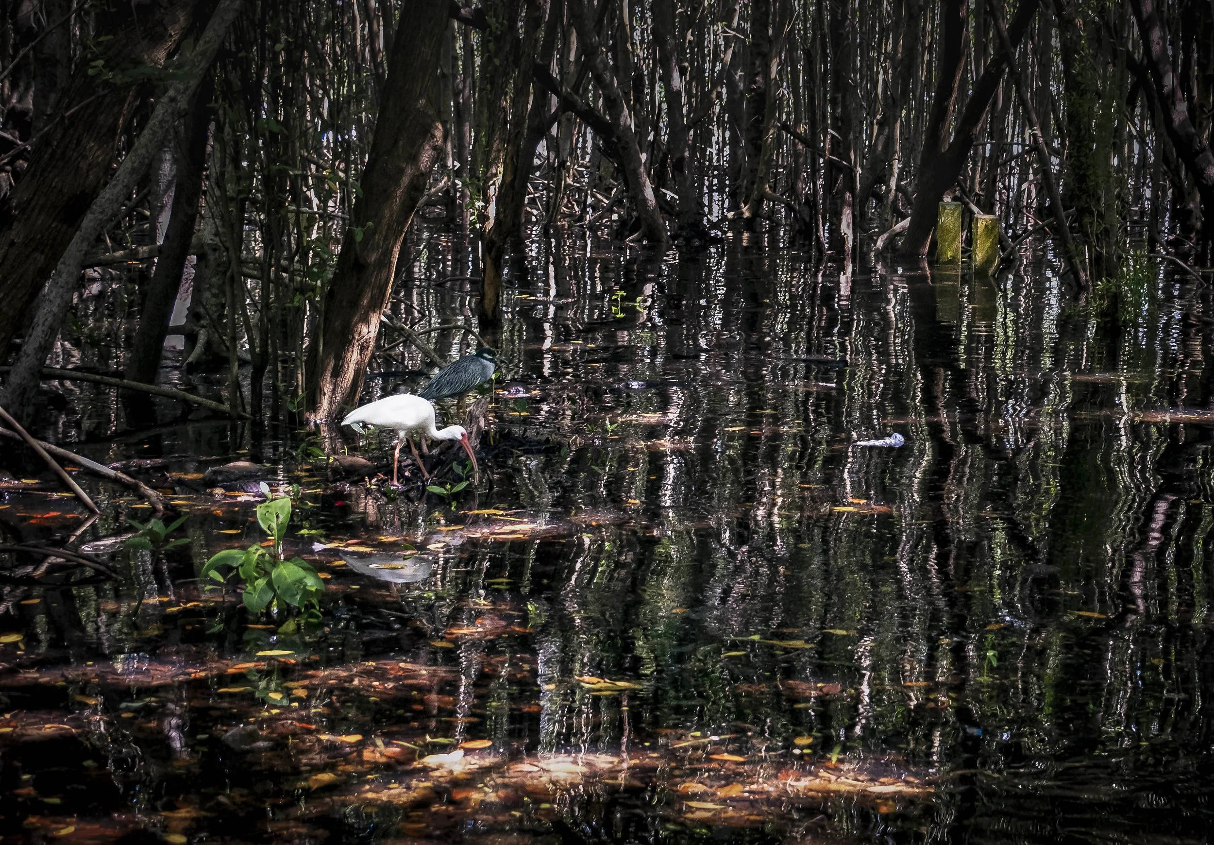 Flooded Mangrove With Debris and Ibis, Miami, 2023. Rana A Fine.
