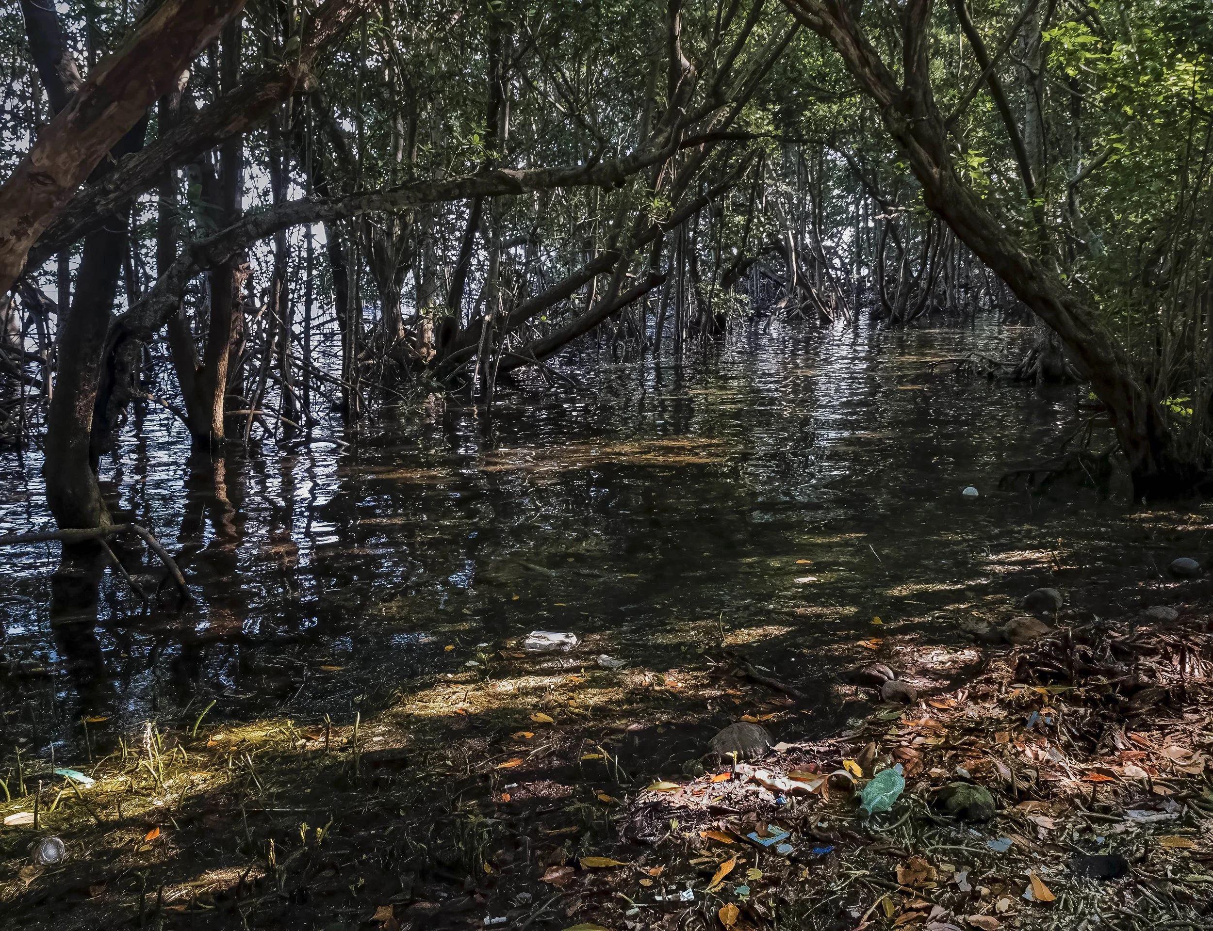 Debris in Mangroves, Miami, 2024. Rana A Fine.