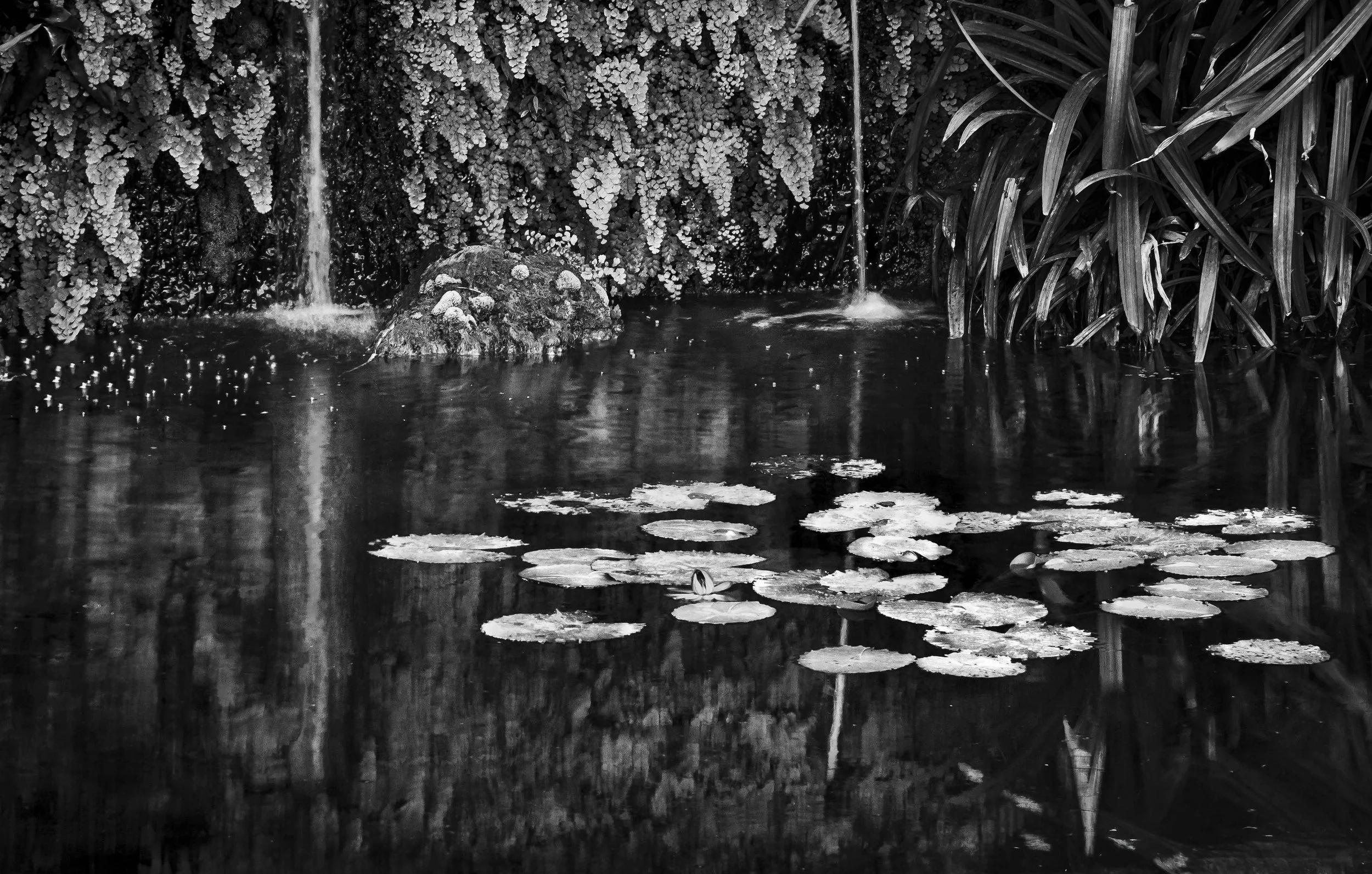 Ocean Ecosystems, Reflection Water Lilies Falls, Miami 2024. Rana A Fine.