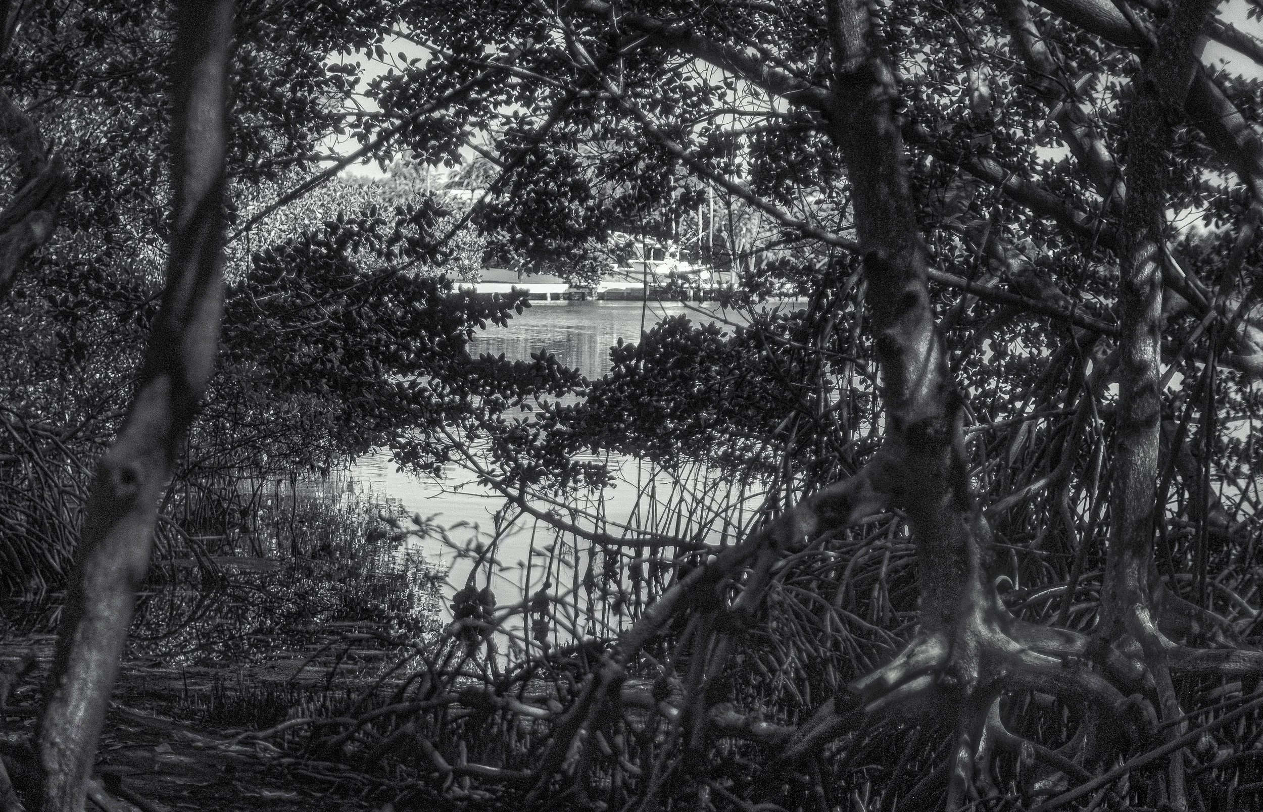 Ocean Ecosystems, Mangrove Trees with View of Boat, Human Activity, Miami,  2025. Rana A Fine.