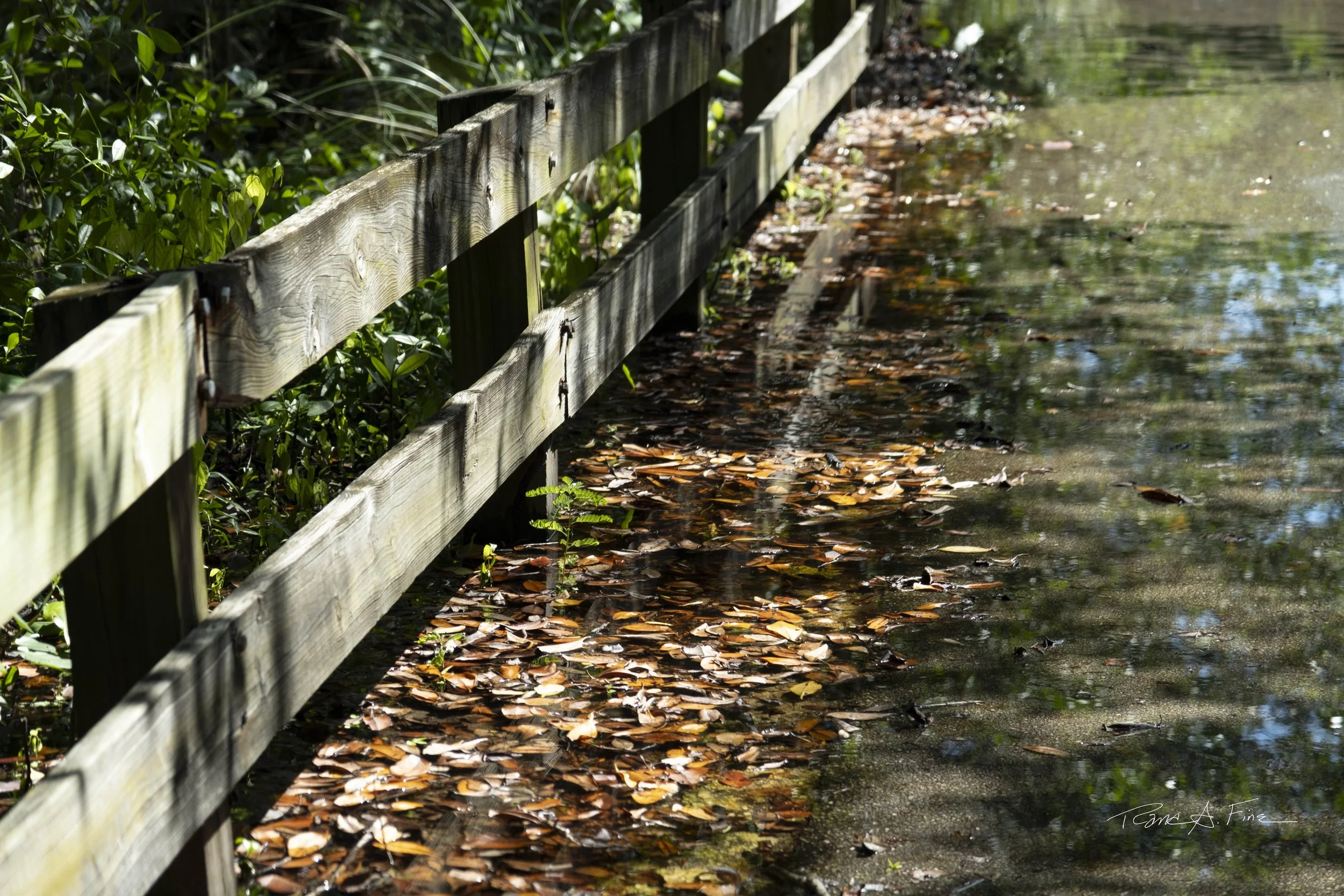 King Tide Flooding Covers Road With Reflection and Leaves Along Fence, Miami, Florida, 2024. Photo by Rana A Fine.