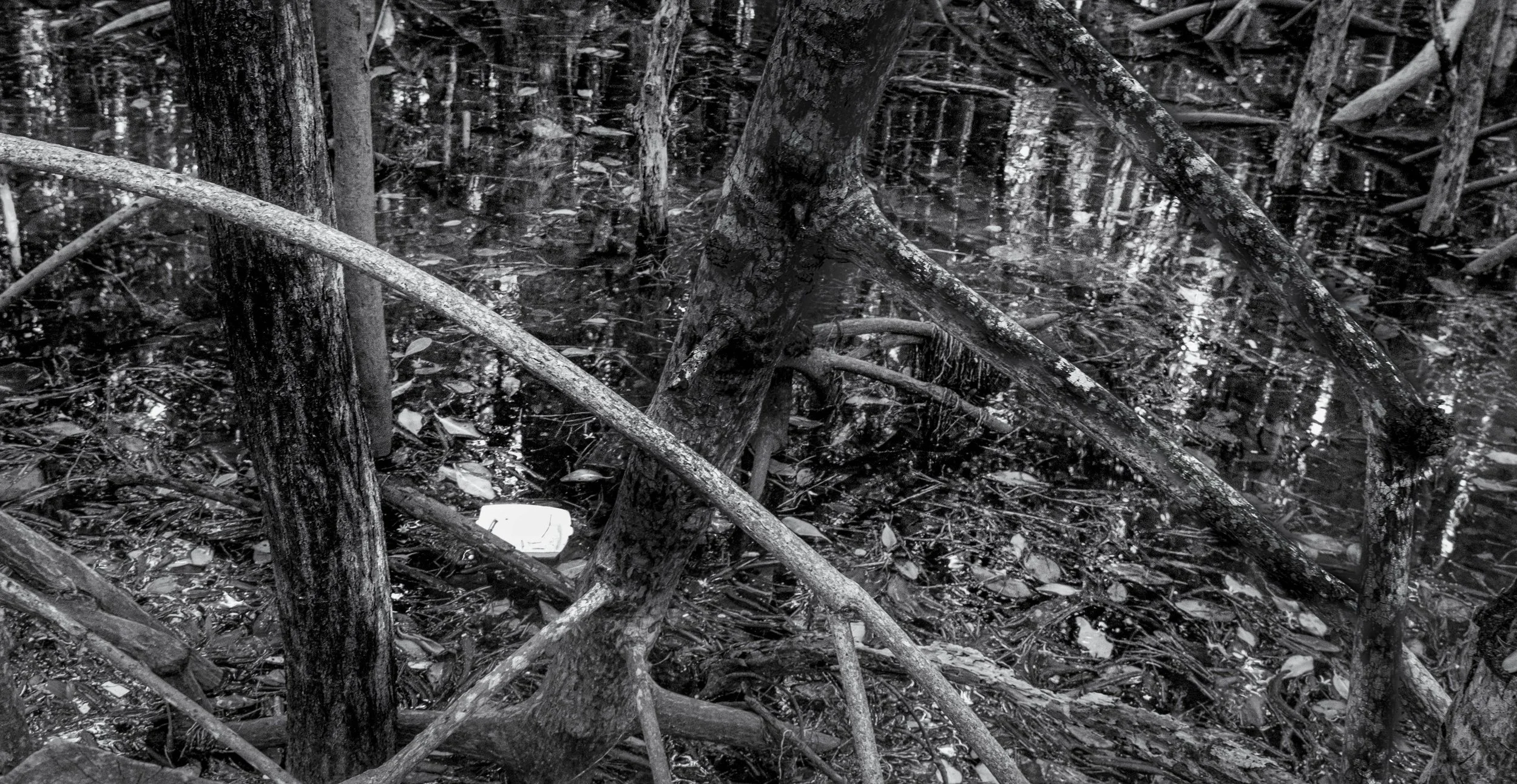 Styrafoam Debris in Mangroves, Miami, 2024. Rana A Fine.