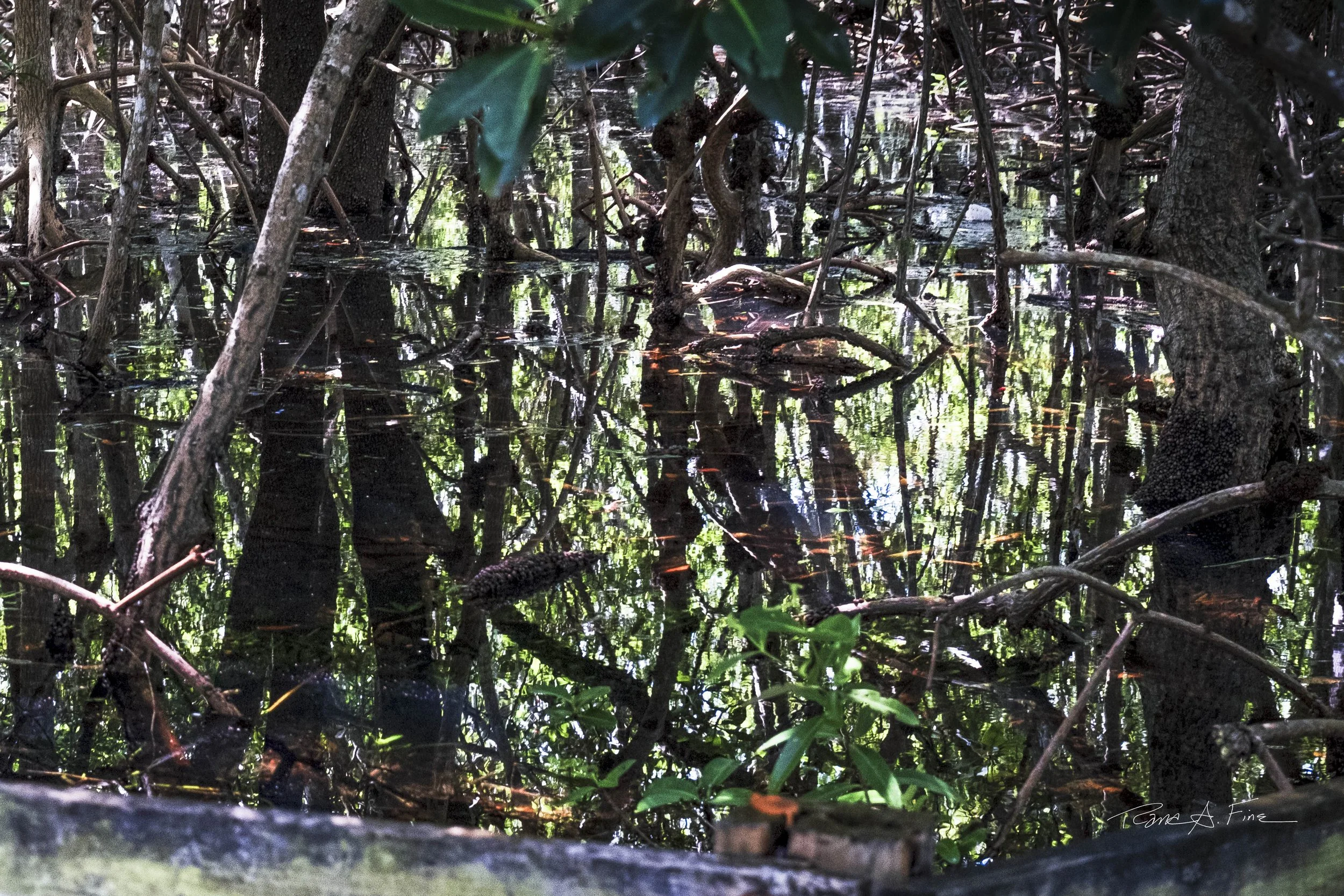 King Tide Flooding With Reflection of Mangrove Trees, Water After Impressionist Style, Miami, Florida, 2024. Photo by Rana A Fine.
