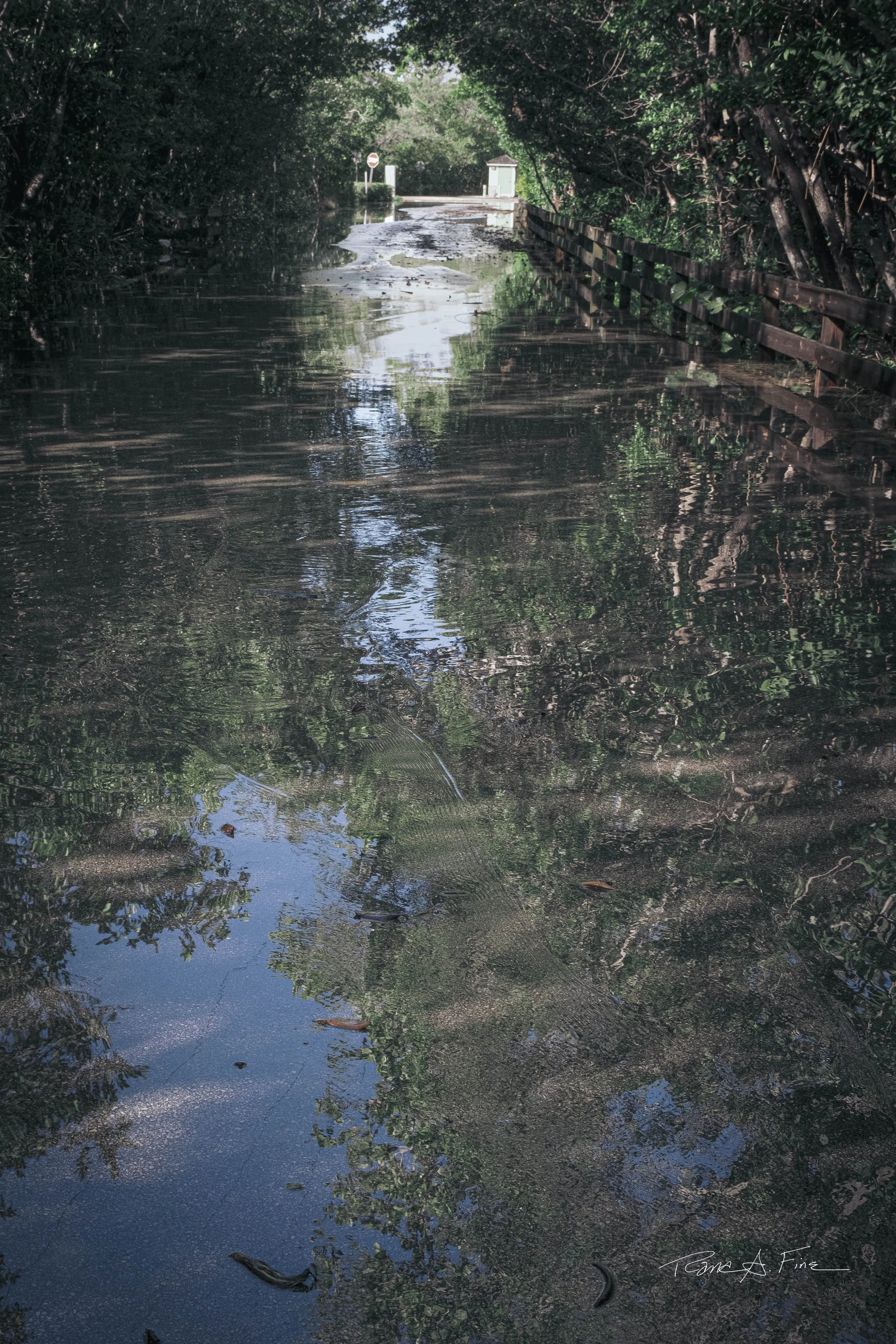 King Tide Flooding Covers Road, Reflection, Long Fence,  Miami, 2024. Rana A Fine.