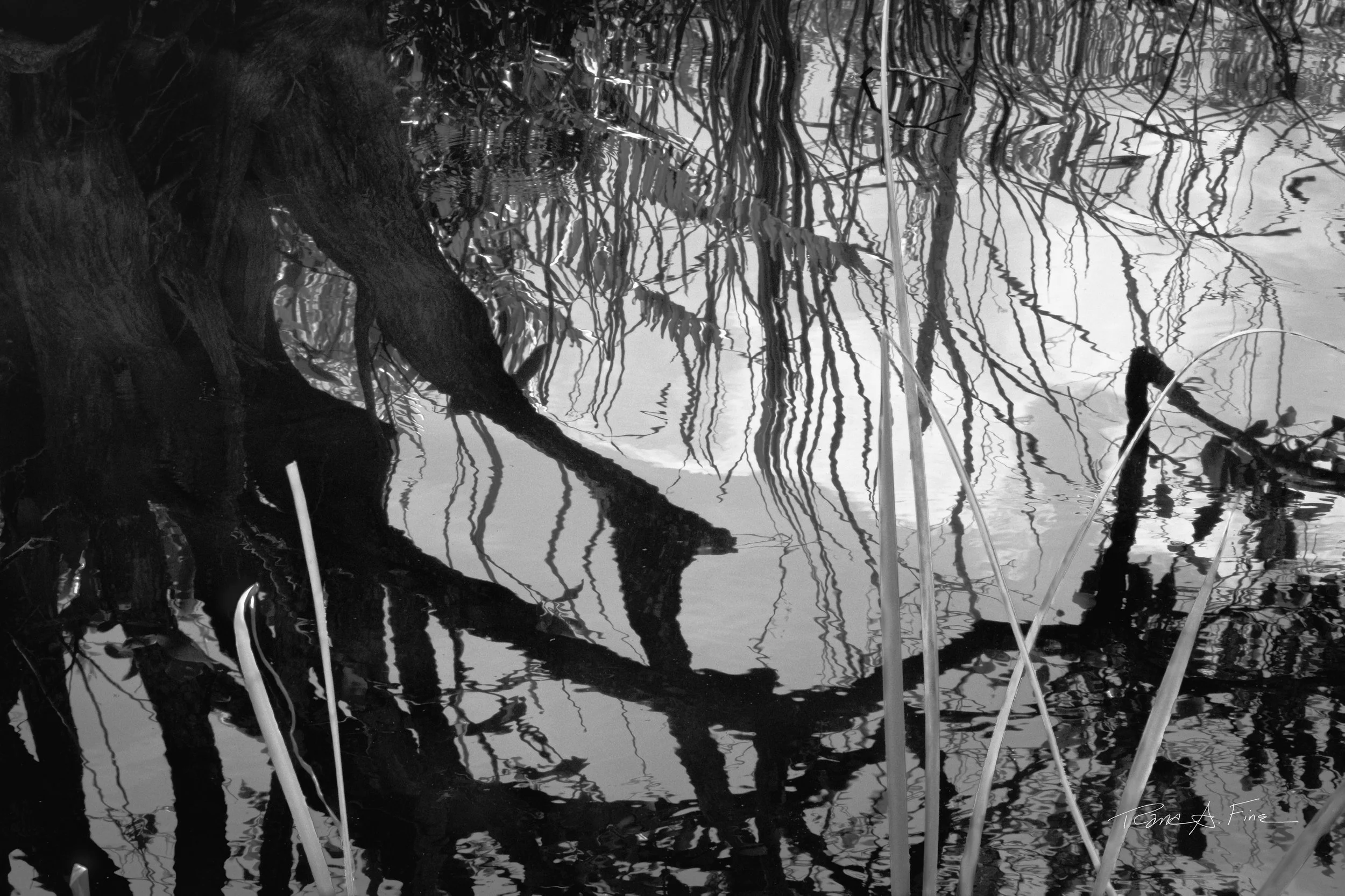 Ocean Ecosystems, Reflection Reeds, Everglades, Miami, 2025. Rana A Fine.
