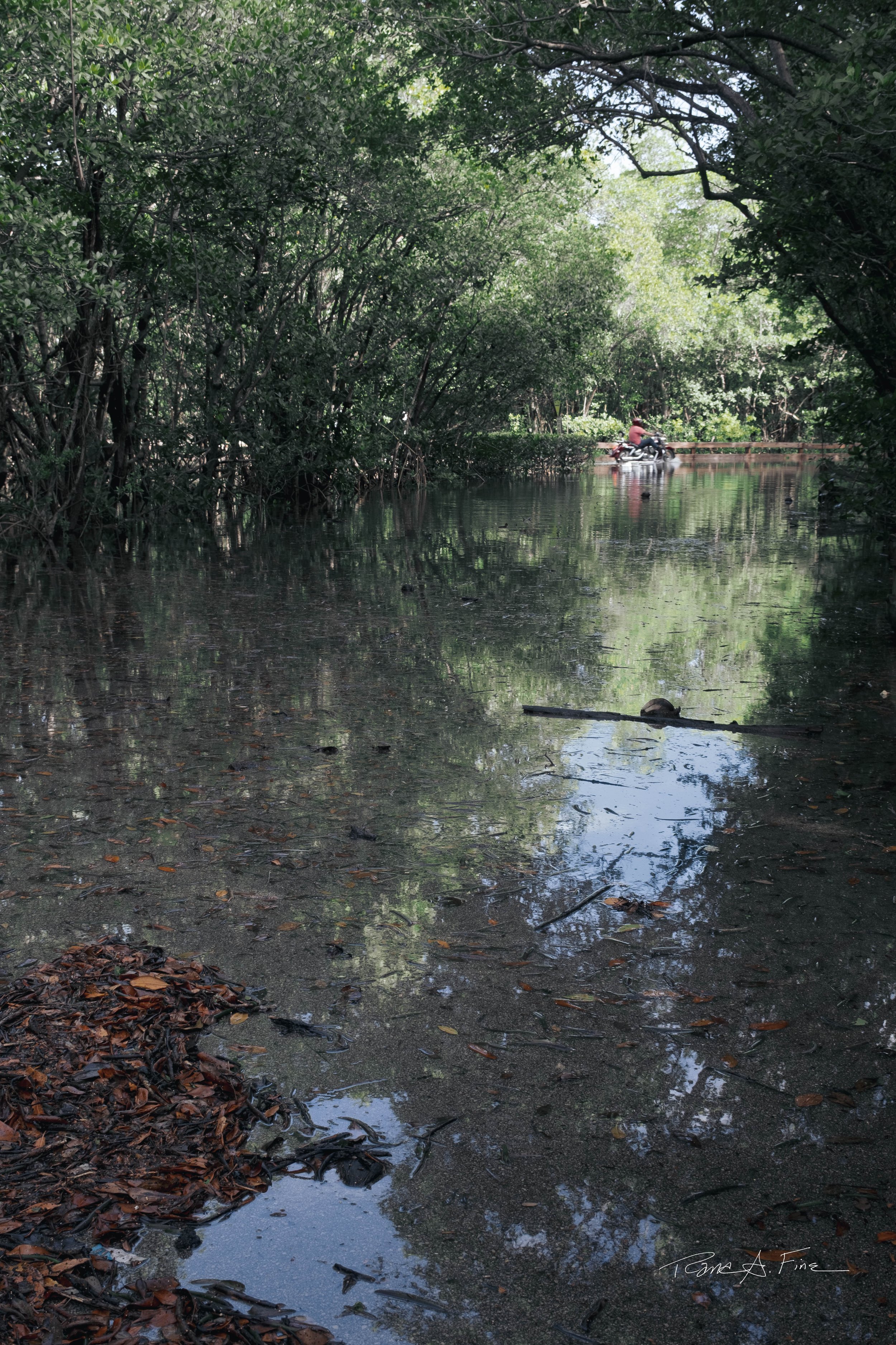King Tide Flooding Covers Road, Reflection, Motorcycle, Miami, 2024. Rana A Fine.