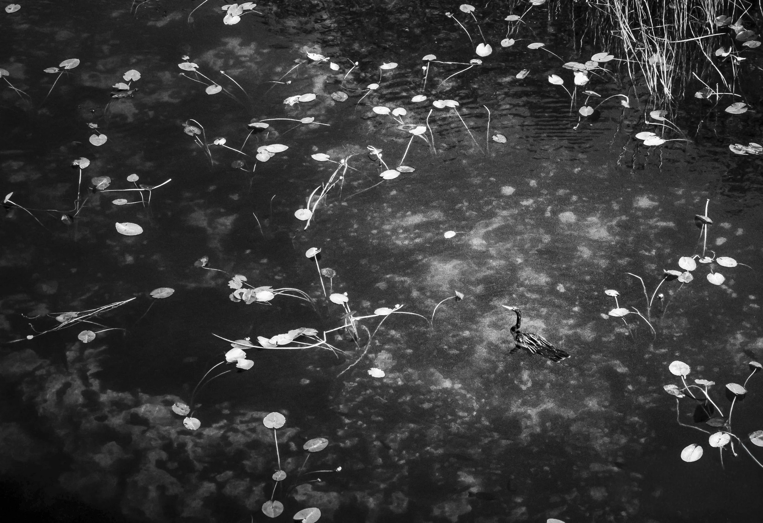 Ocean Ecosystems, Bird Cormorant, Everglades, Miami, 2025. Rana A Fine.