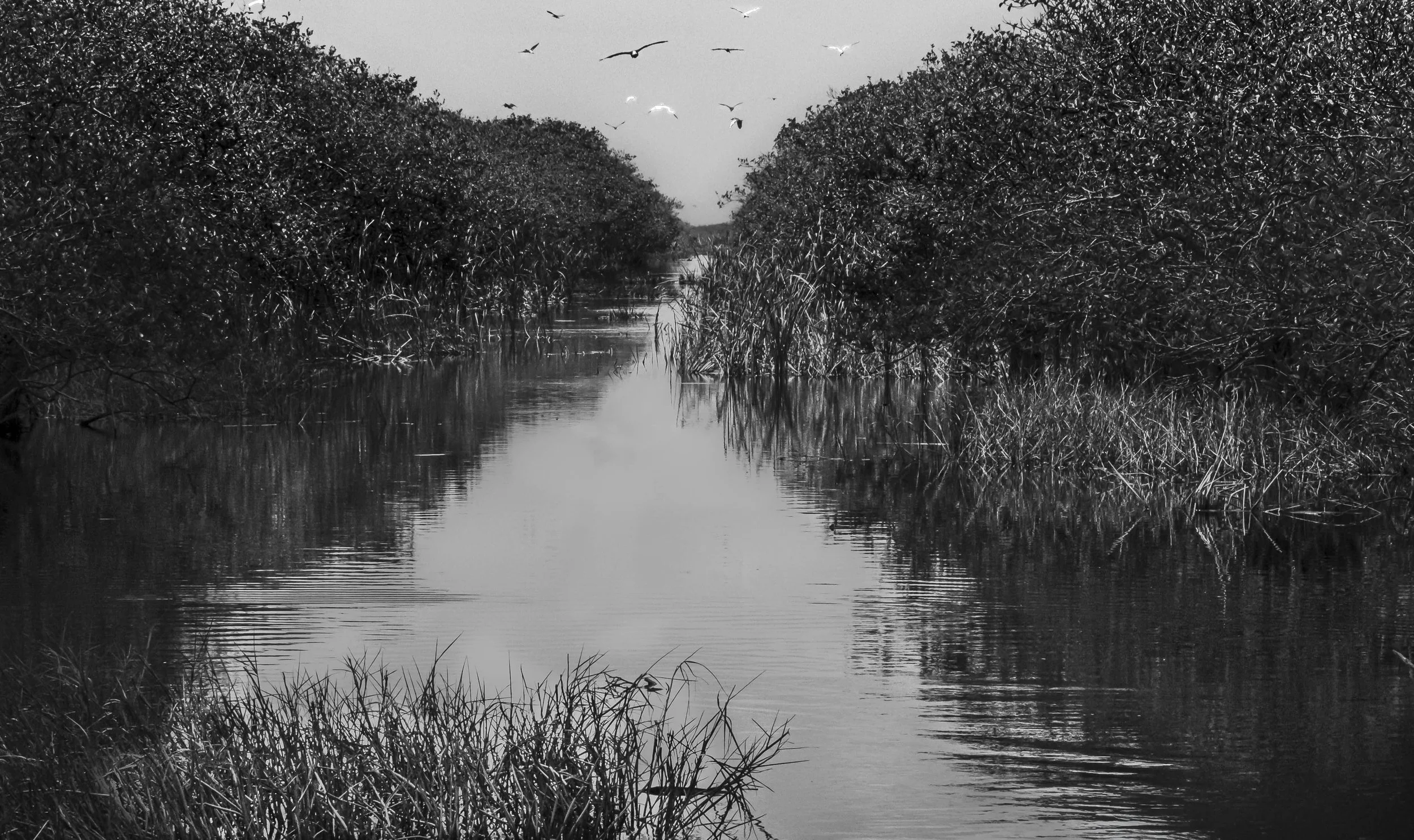 Ocean Ecosystems, Everglades Canal, Miami, 2025. Rana A Fine.