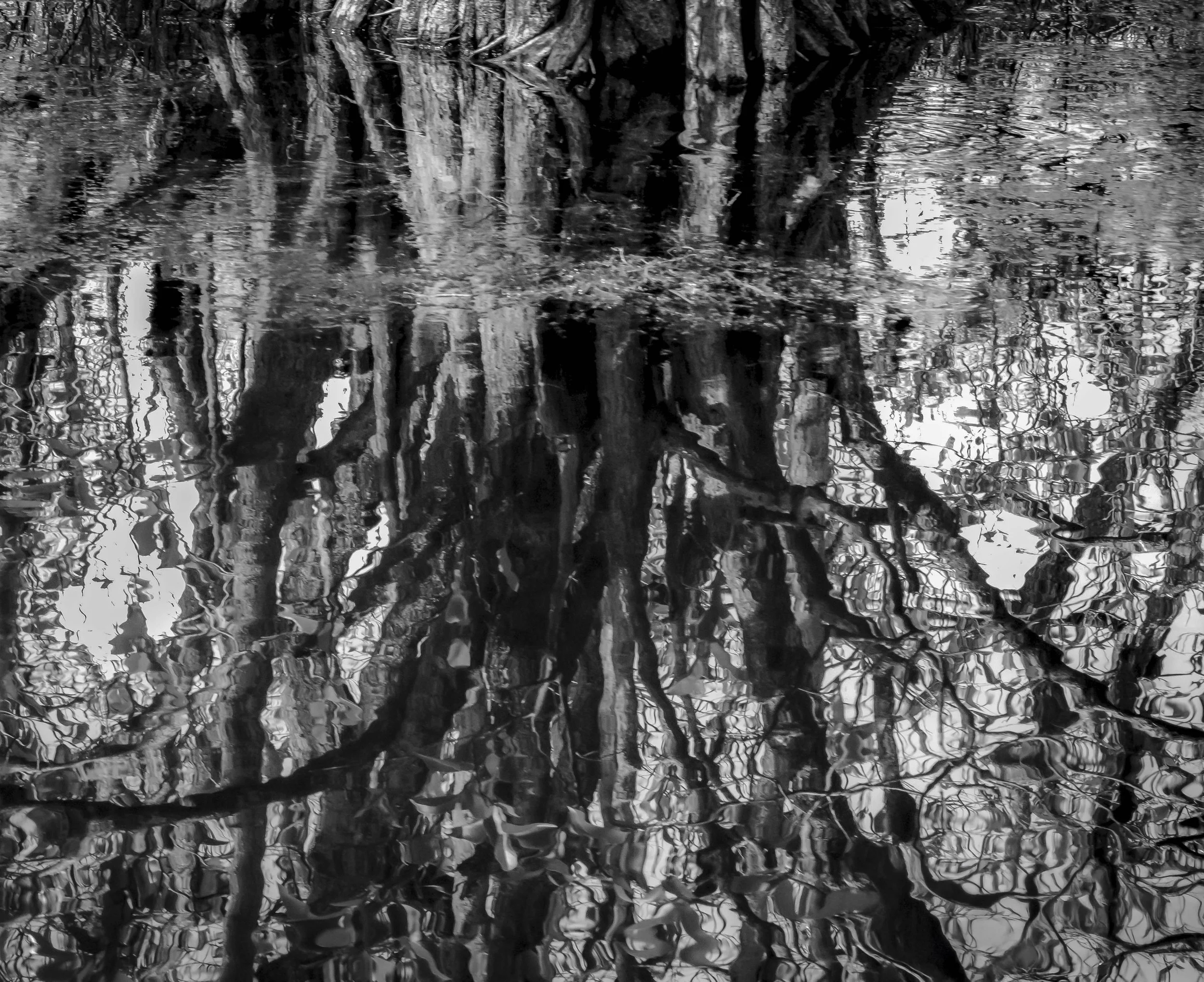 Ocean Ecosystems, Reflection Trees, Water Impressionist Style, Everglades, Miami, 2025. Rana A Fine.