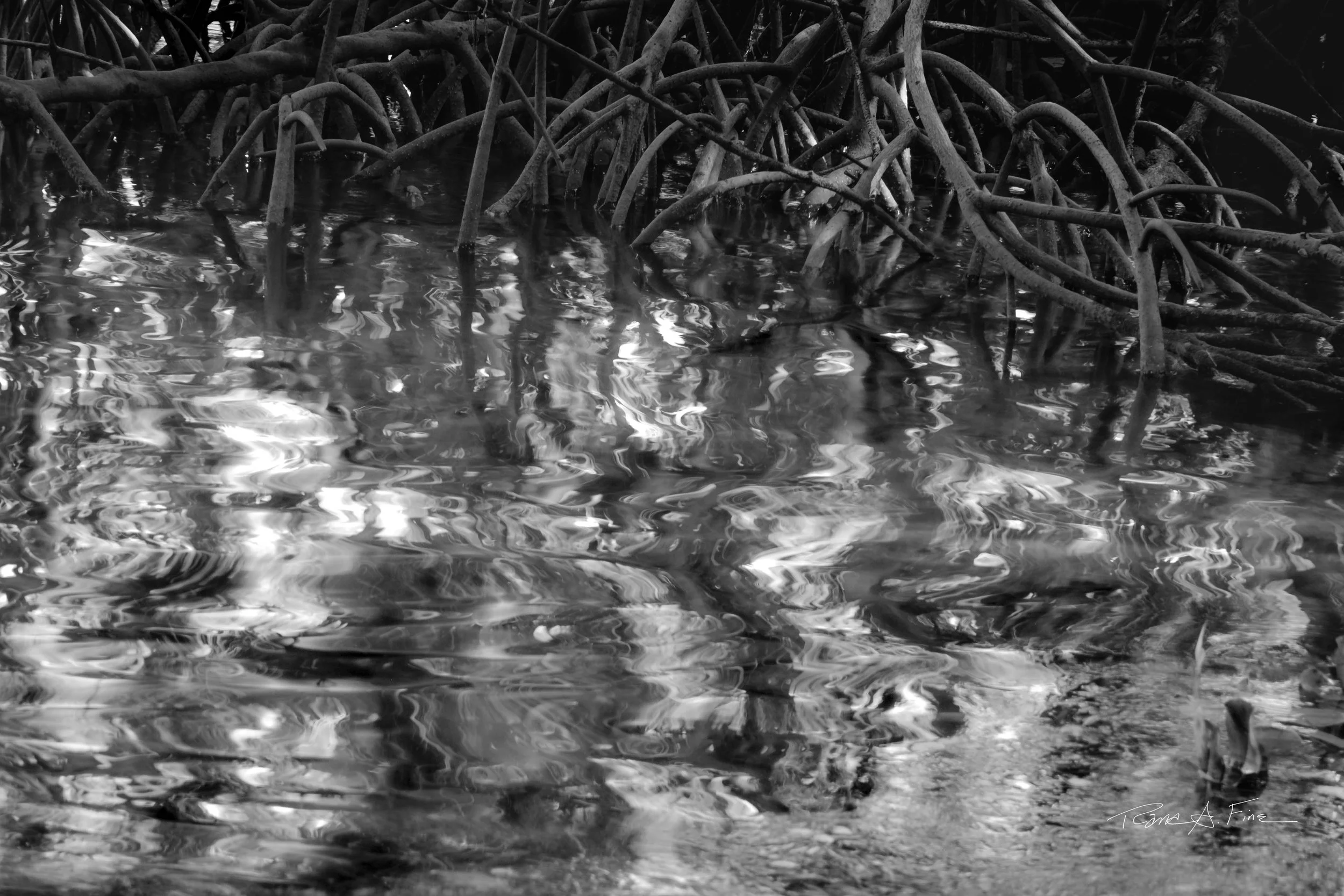 Ocean Ecosystems, Reflection Mangrove Trees, Water Impressionist Style, Miami, 2024. Rana A Fine.